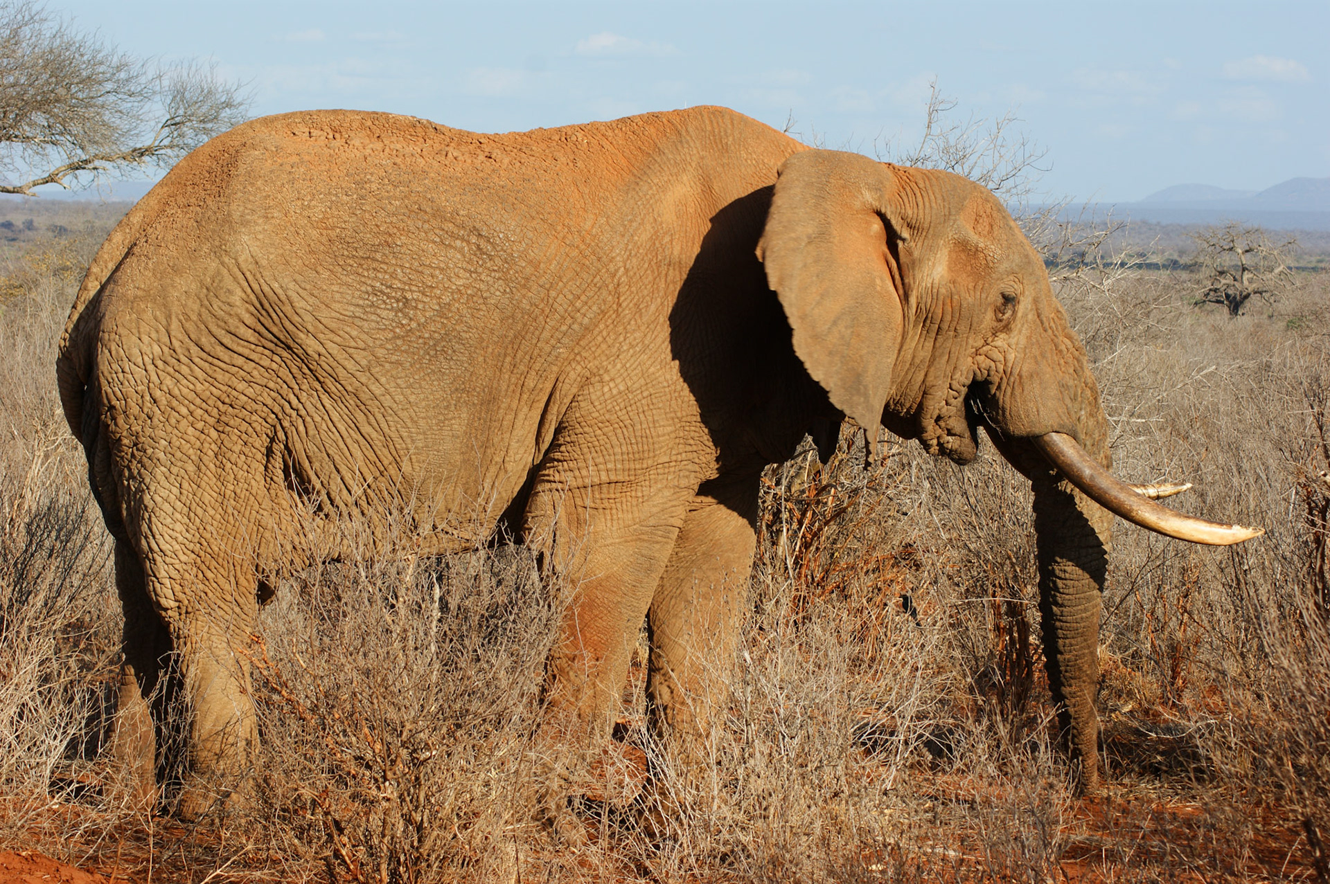 26.9.2009 KEŇA - NP Tsawo West