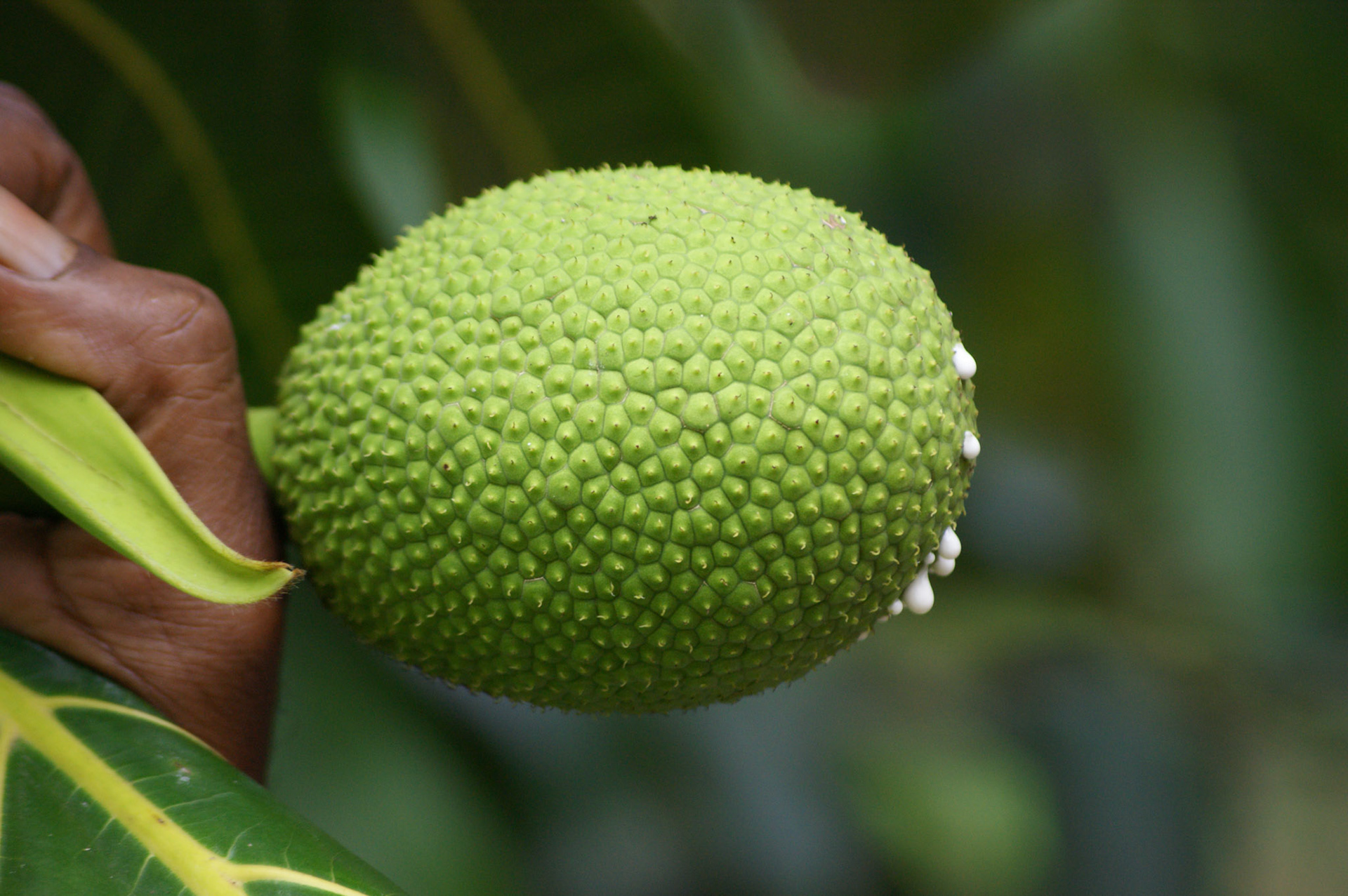 6.10.2009 TANZANIE - Zanzibar - Spice farm