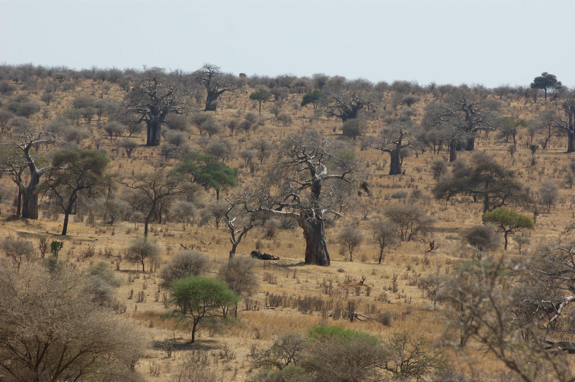 30.9.2009 TANZANIE - Tarangire NP