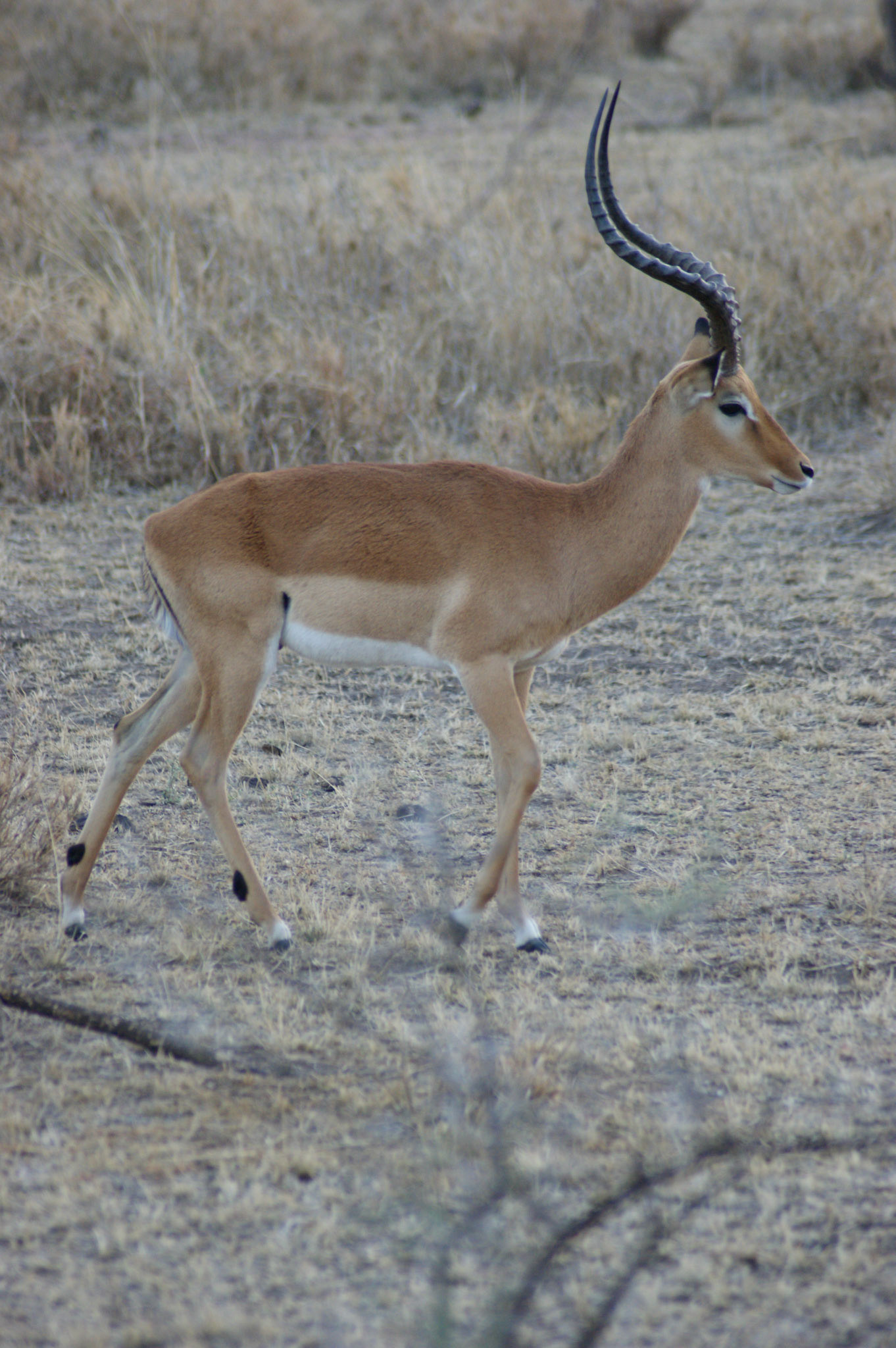 2.10.2009 TANZANIE - Serengeti