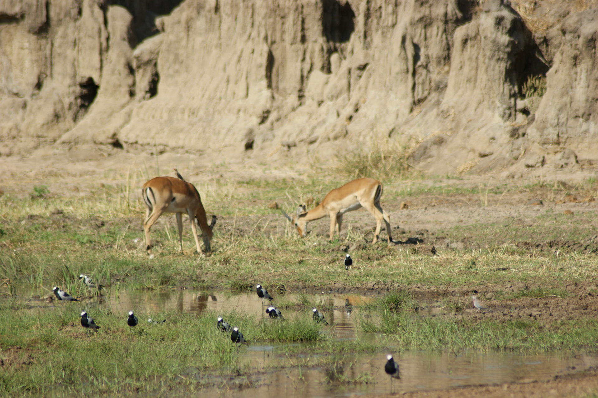 30.9.2009 TANZANIE - Tarangire NP