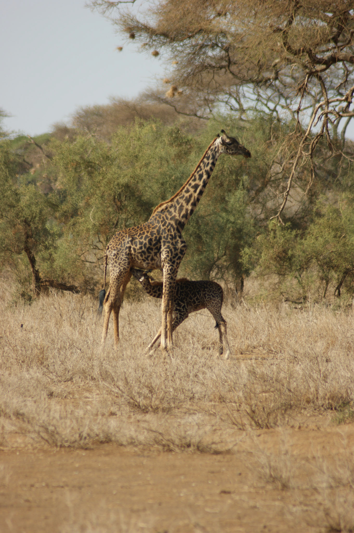 24.9.2009 KEŇA - NP Amboseli