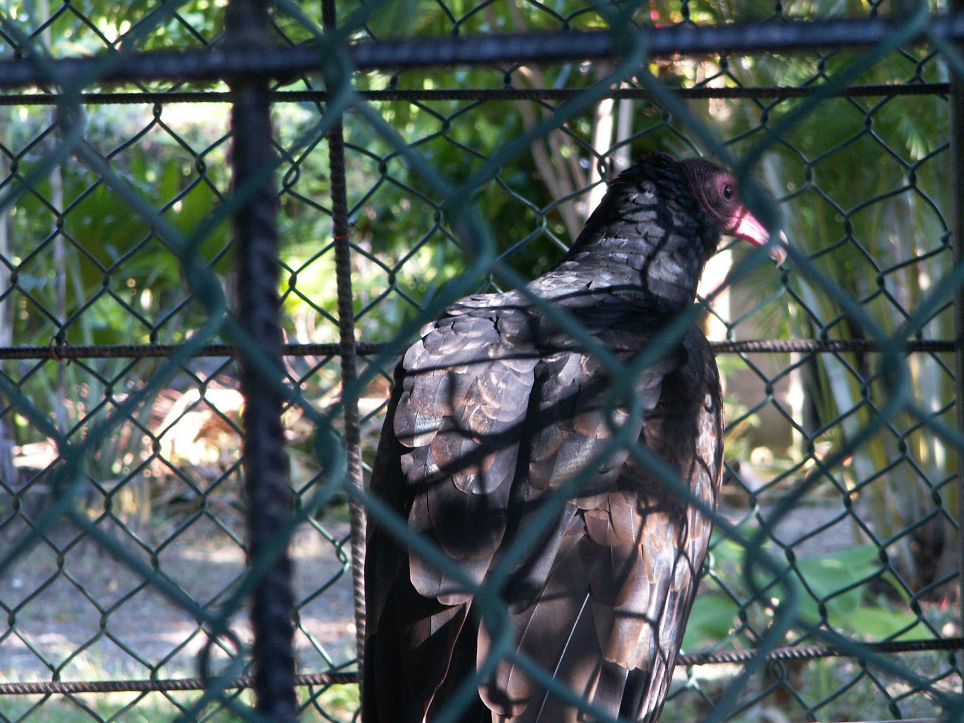 KONICA MINOLTA DIGITAL CAMERA