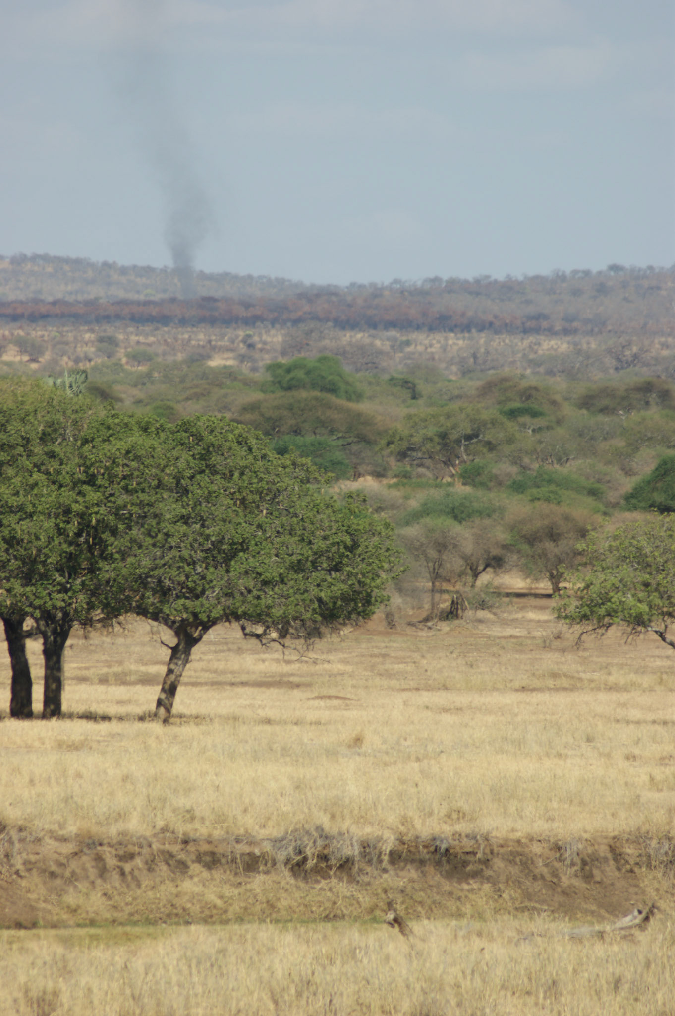 30.9.2009 TANZANIE - Tarangire NP