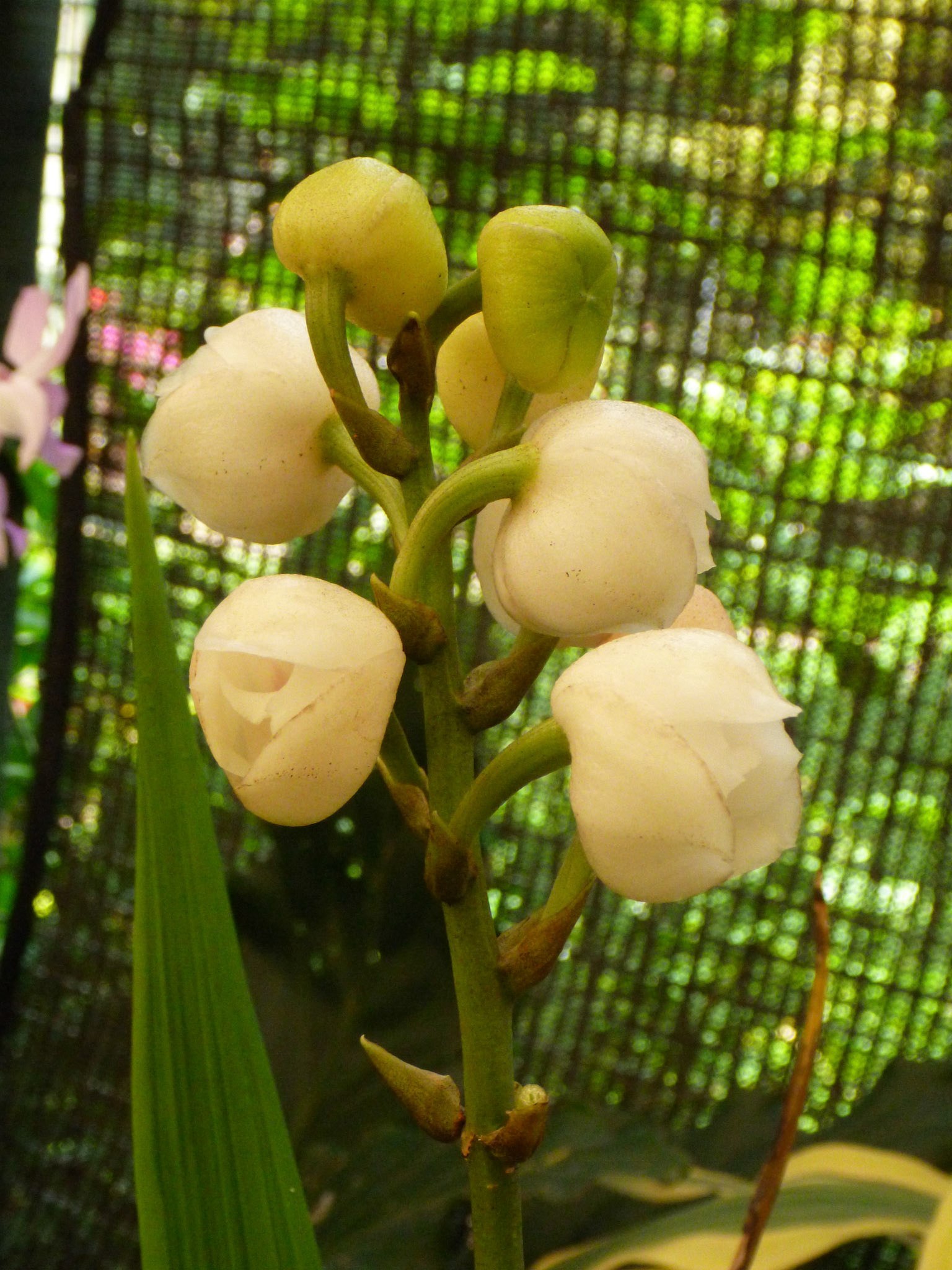 6.9.11 KANDY - Botanická zahrada