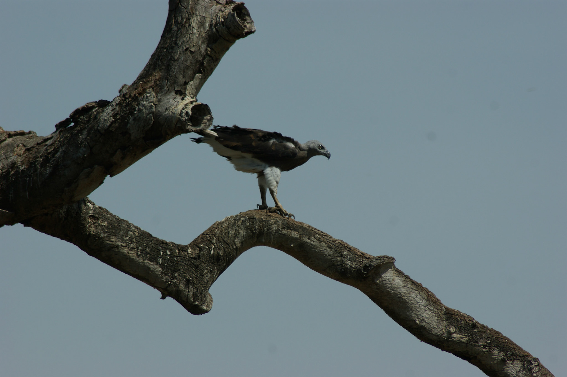 4.9.11 MINNERIYA - národní park