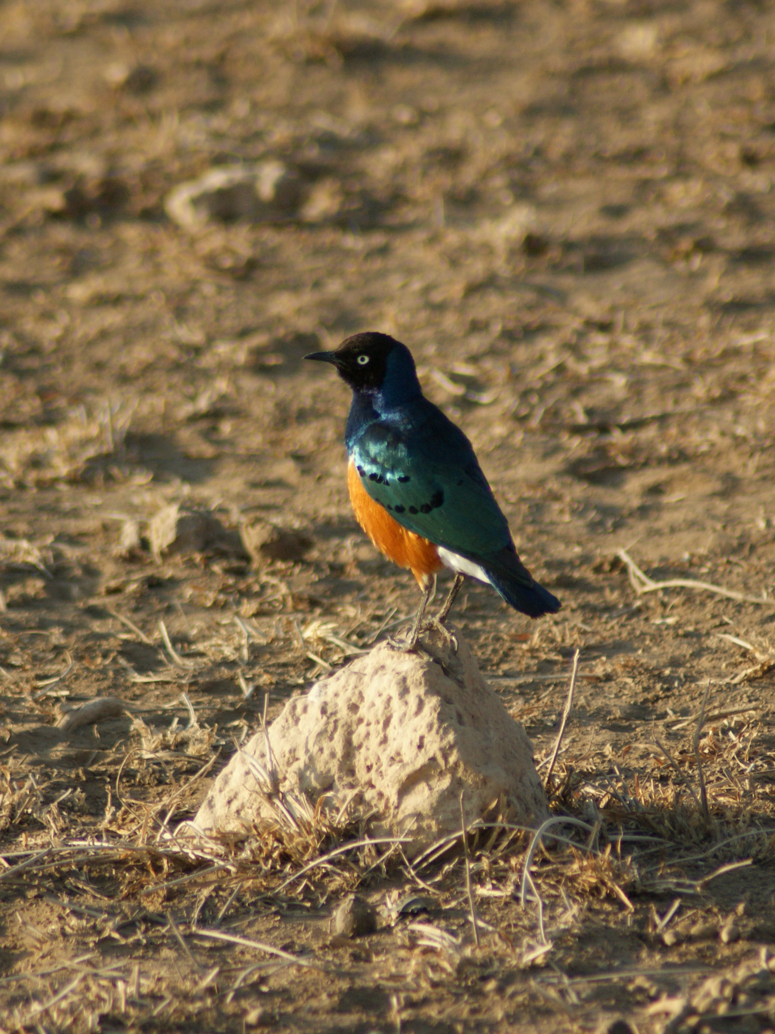 25.9.2009 KEŇA - NP Amboseli