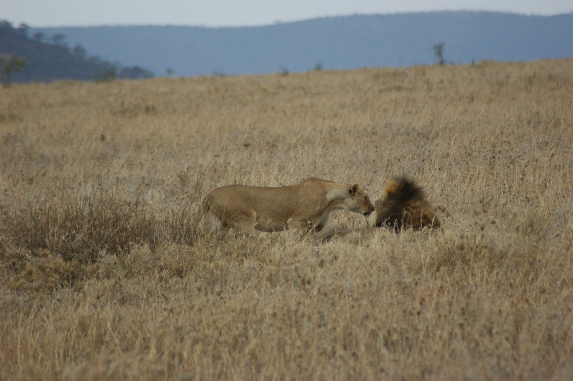 2.10.2009 TANZANIE - Serengeti