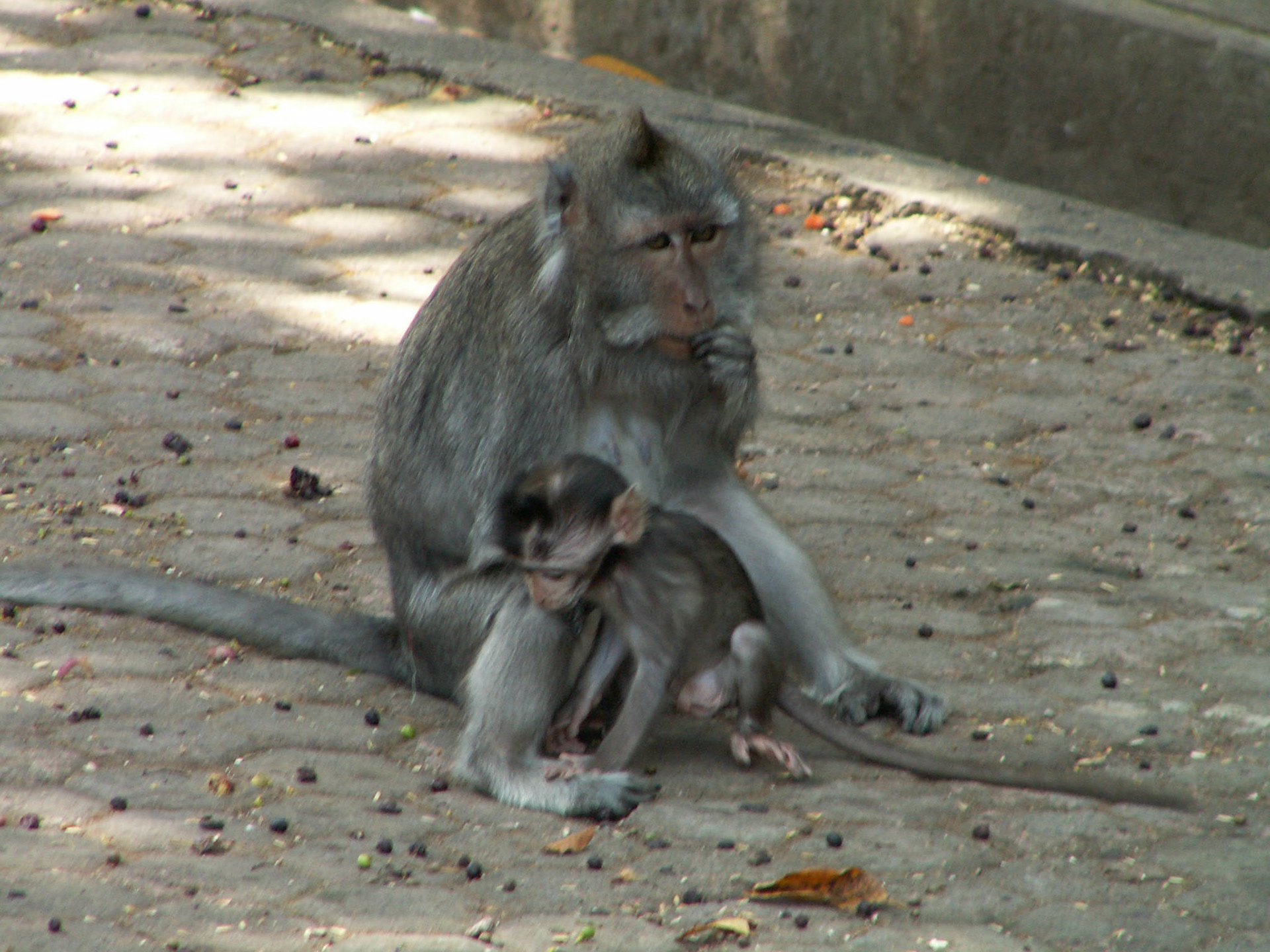 KONICA MINOLTA DIGITAL CAMERA