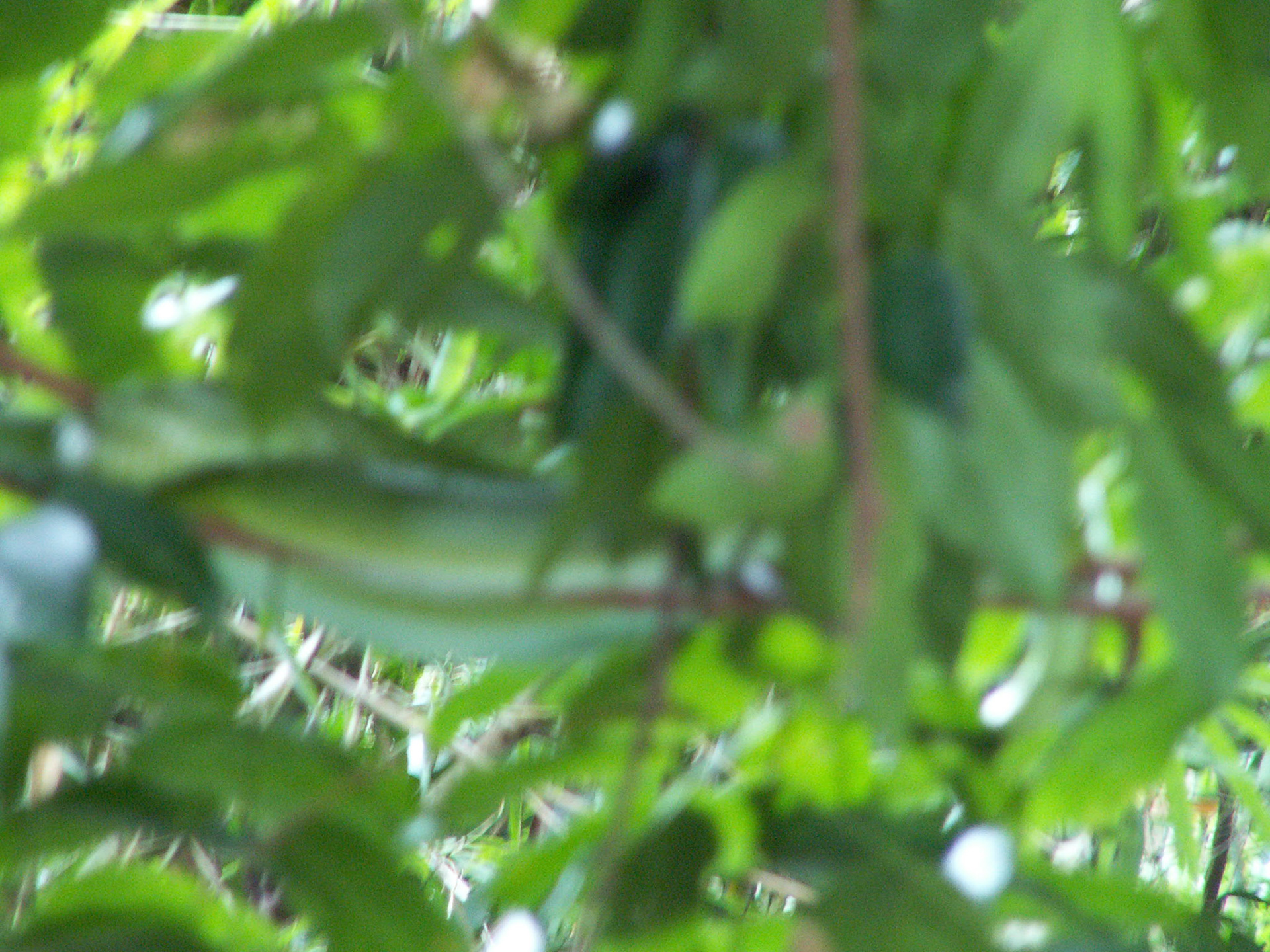 KONICA MINOLTA DIGITAL CAMERA