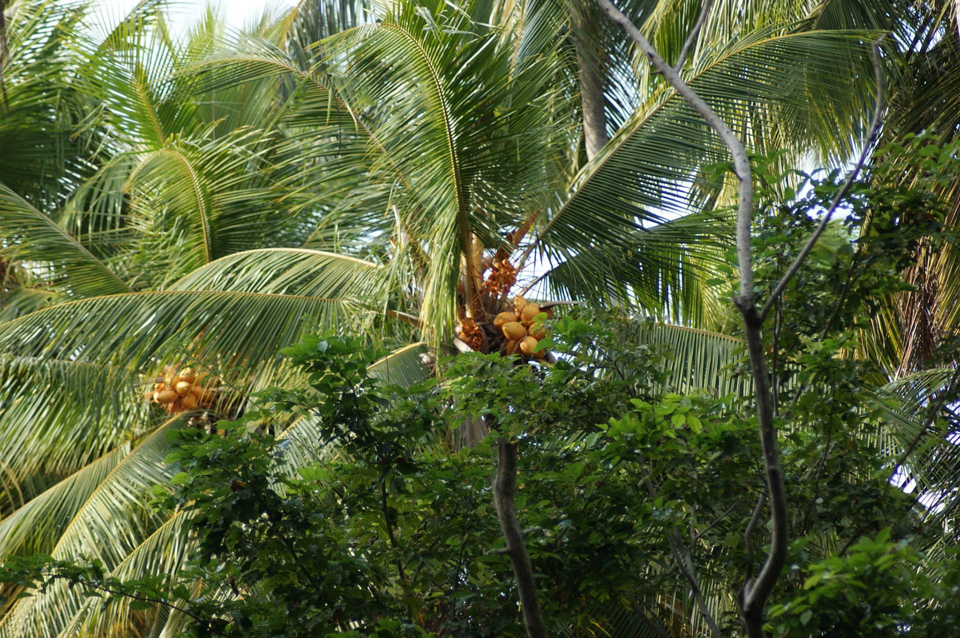 2.9.11 Negombo - Holandský kanál