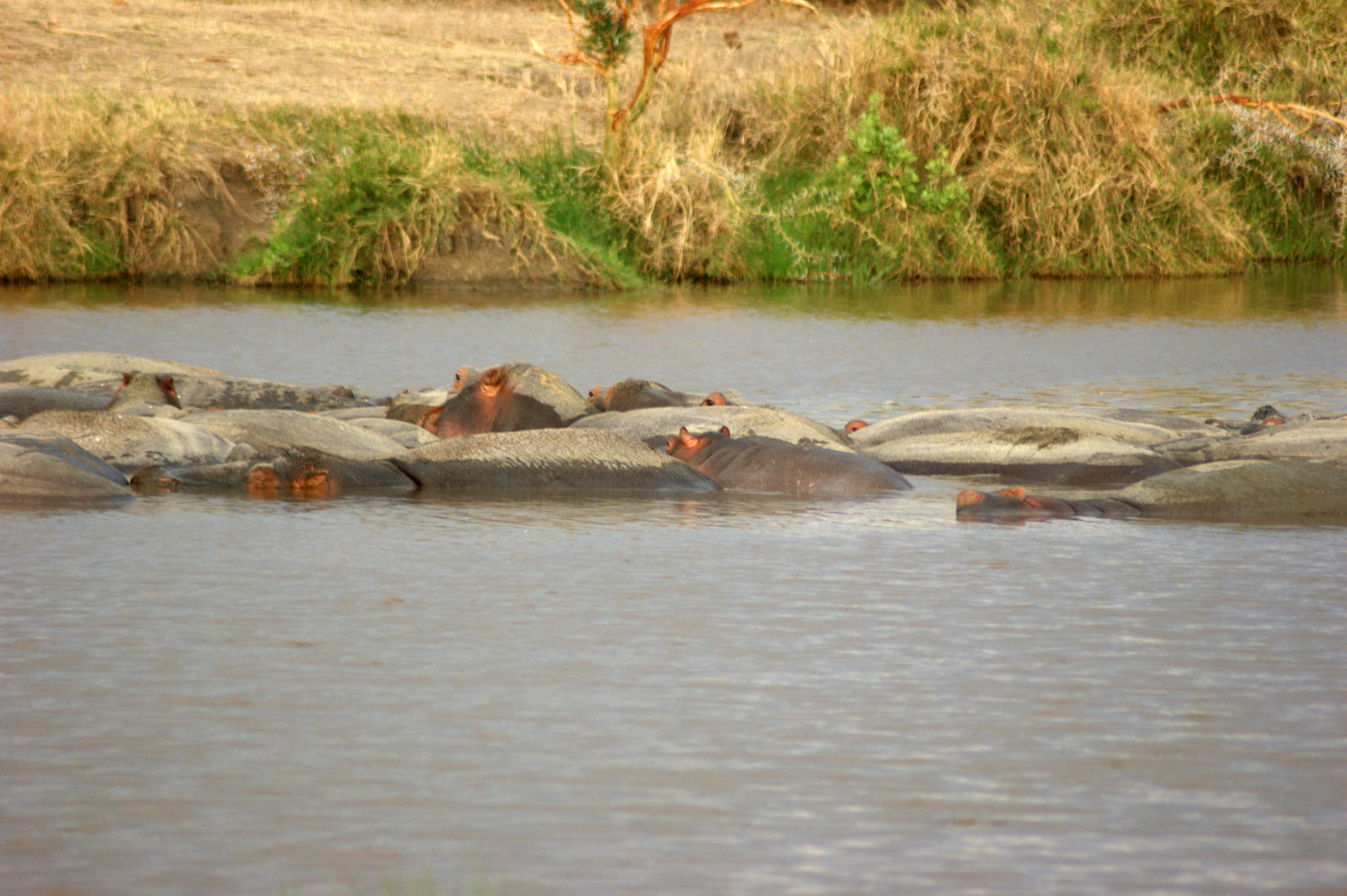 1.10.2009 TANZANIE - Serengeti