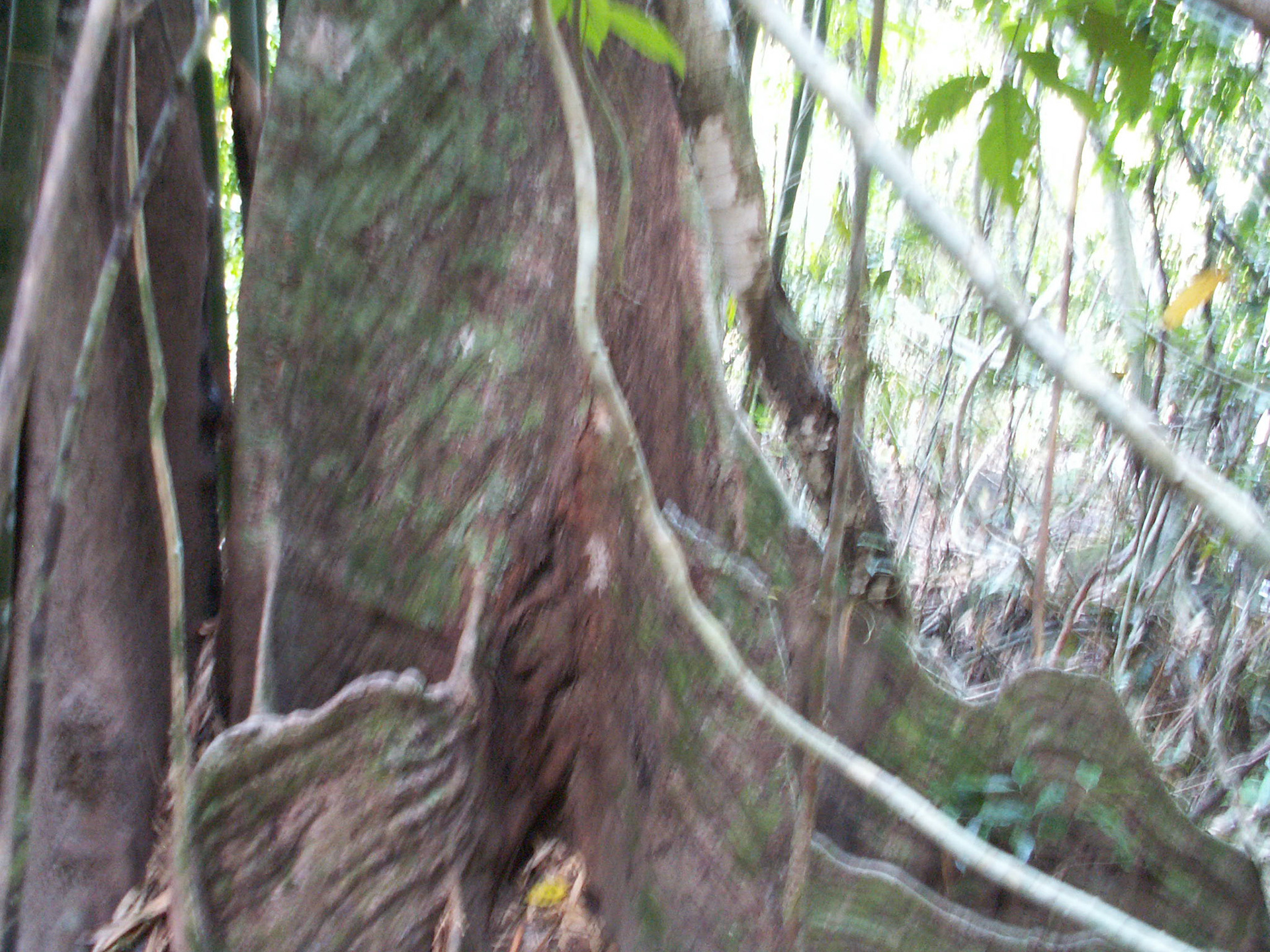 KONICA MINOLTA DIGITAL CAMERA