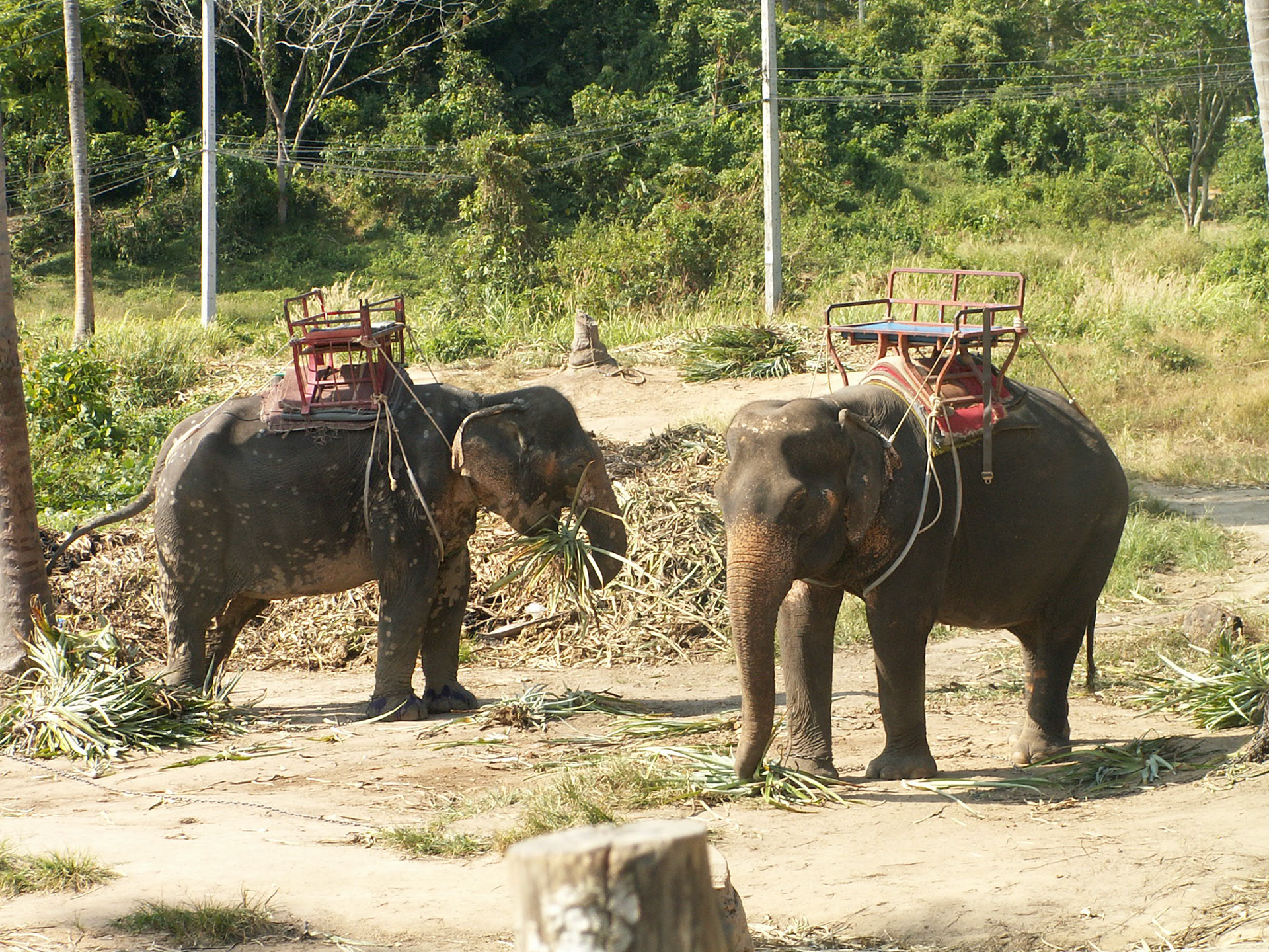 KONICA MINOLTA DIGITAL CAMERA