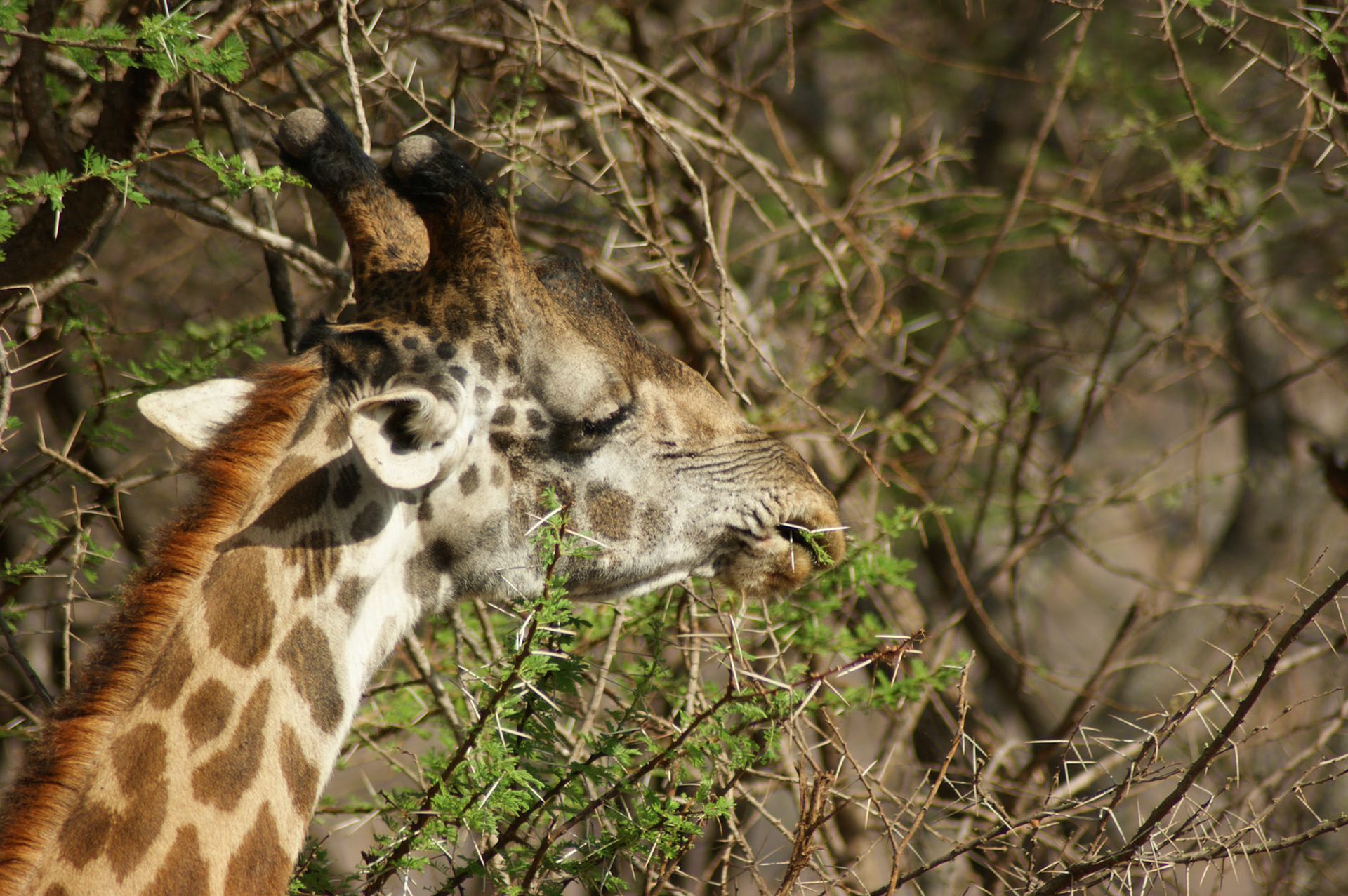 27.9.2009 KEŇA - NP Tsawo West