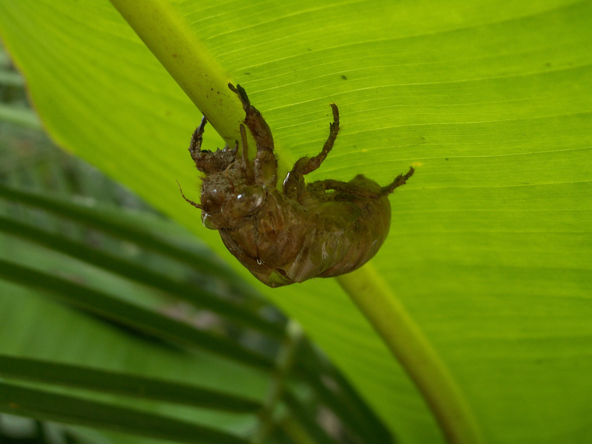 KONICA MINOLTA DIGITAL CAMERA