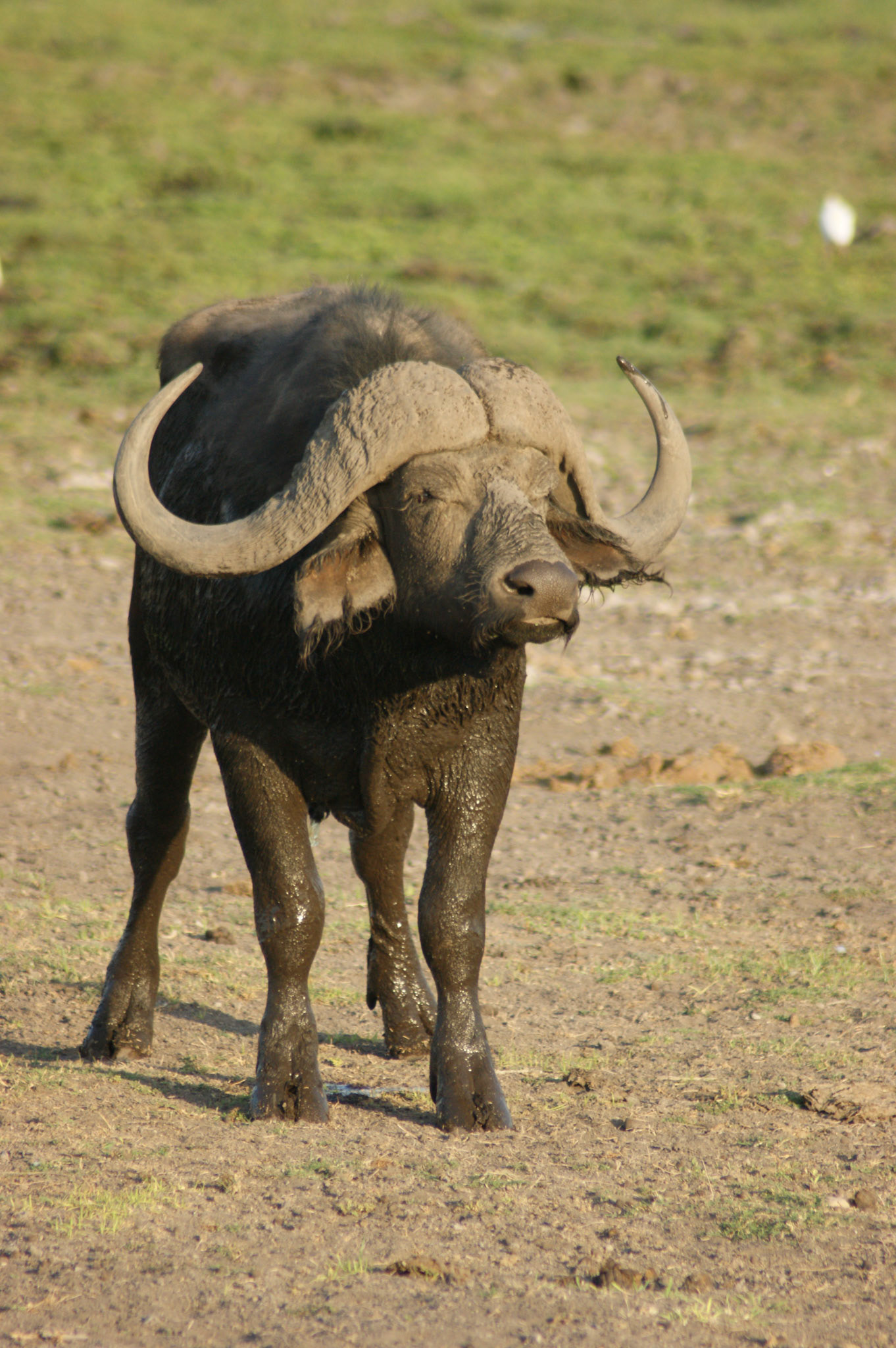 25.9.2009 KEŇA - NP Amboseli