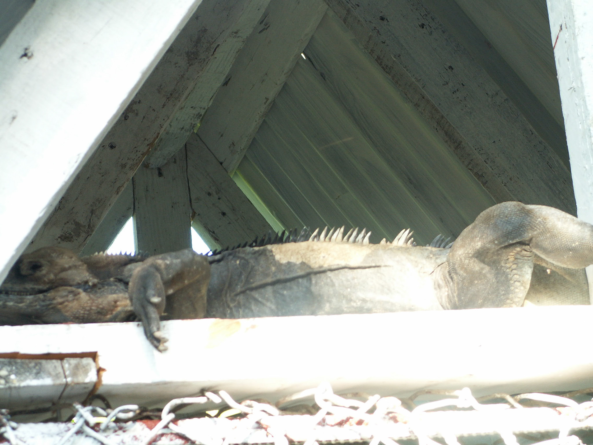 KONICA MINOLTA DIGITAL CAMERA