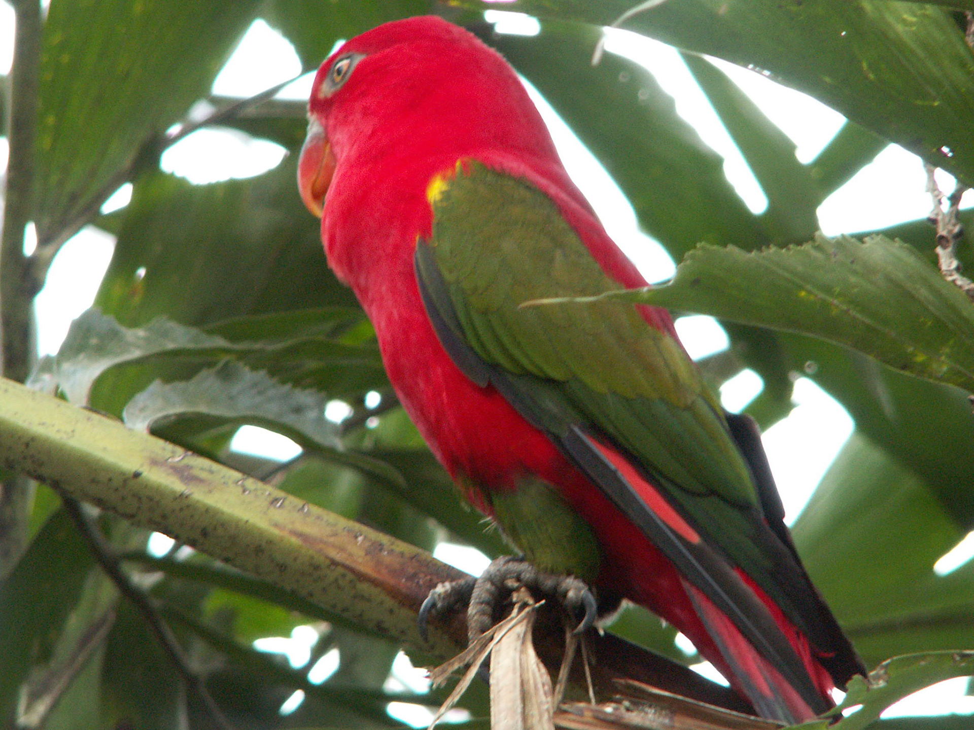 KONICA MINOLTA DIGITAL CAMERA