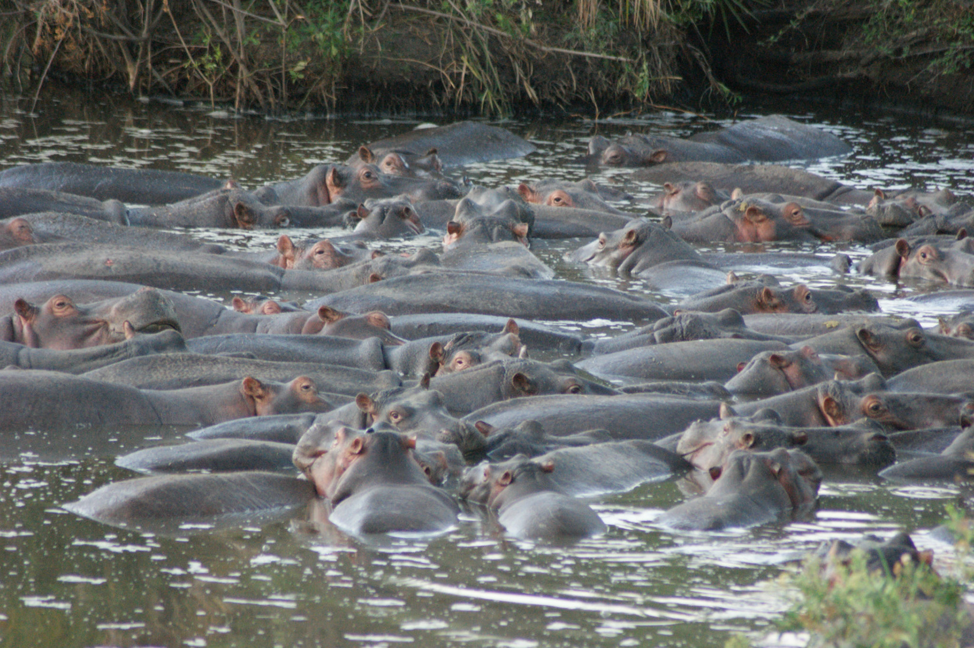 2.10.2009 TANZANIE - Serengeti