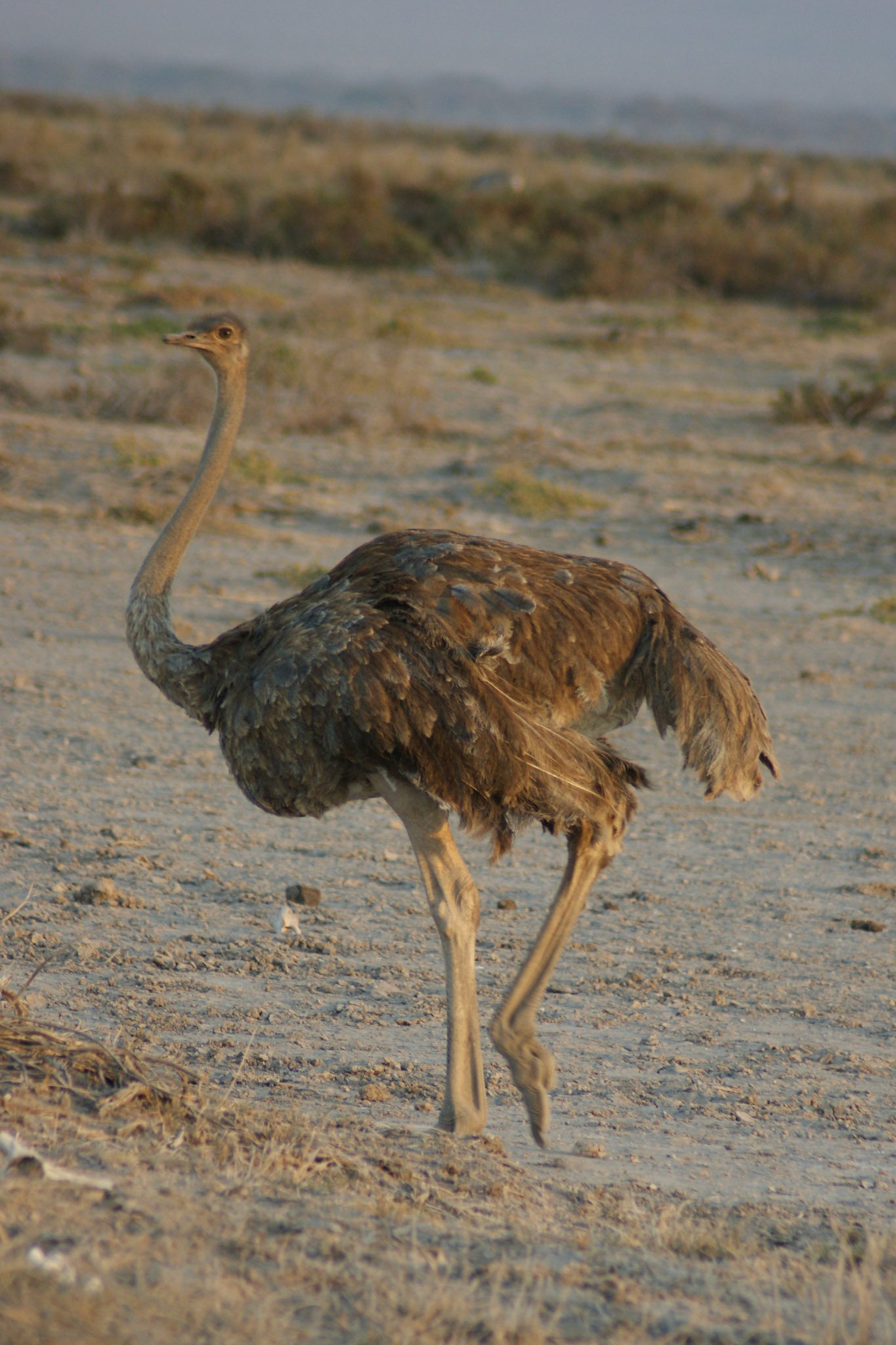 25.9.2009 KEŇA - NP Amboseli