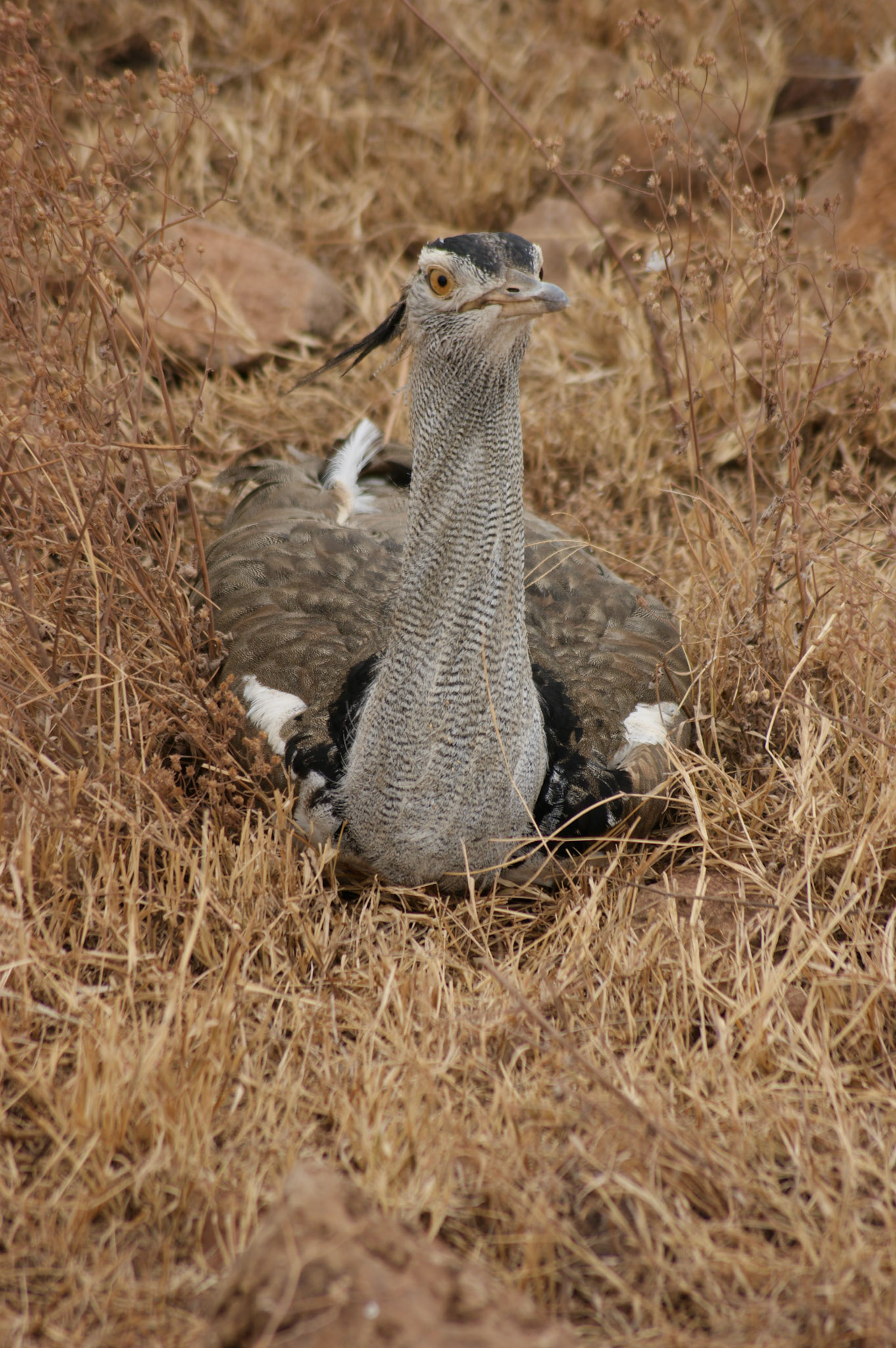 3.10.2009 TANZANIE - Ngorongoro NP