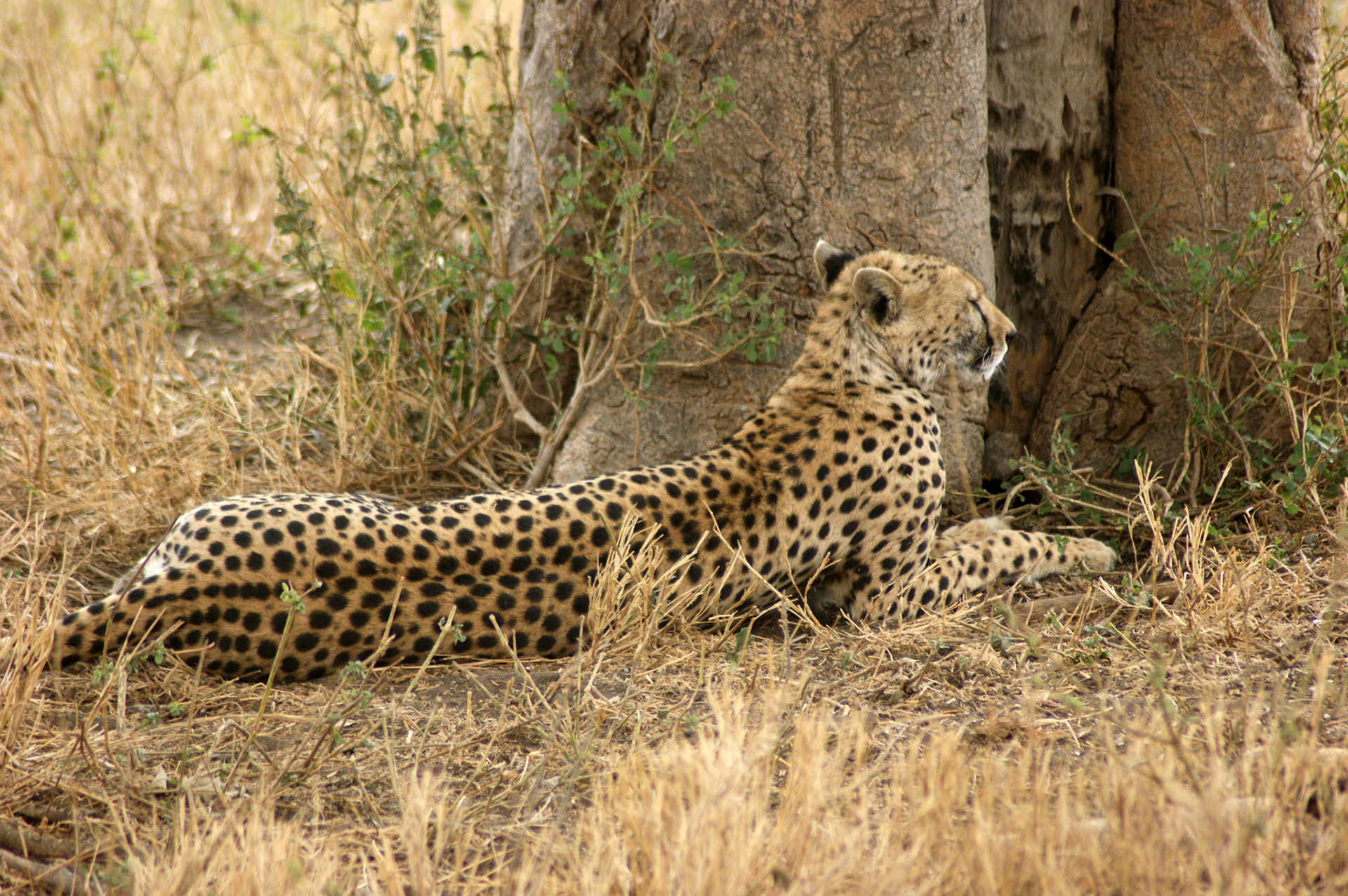 1.10.2009 TANZANIE - Serengeti