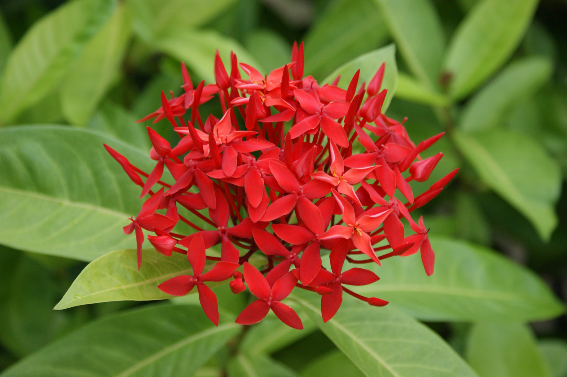 8-14.9.11 MALEDIVY Kurumba hotel