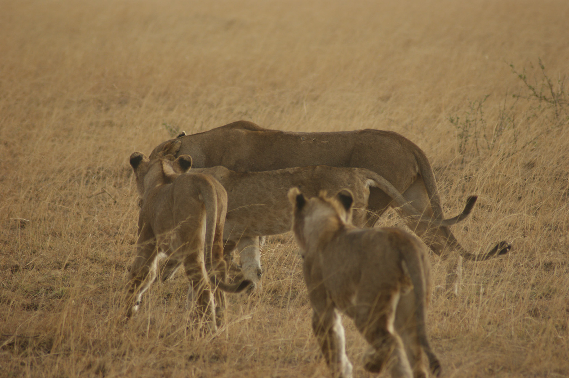 1.10.2009 TANZANIE - Serengeti