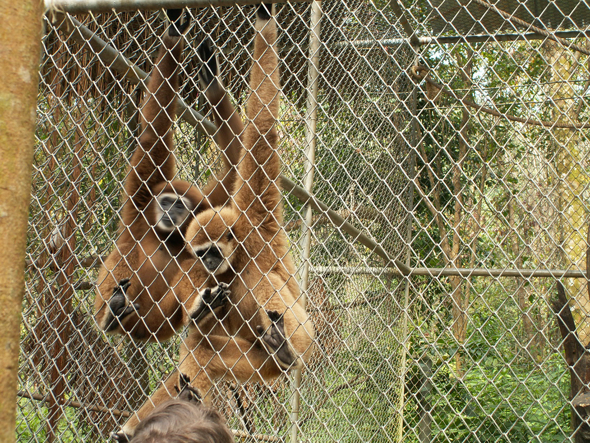 KONICA MINOLTA DIGITAL CAMERA