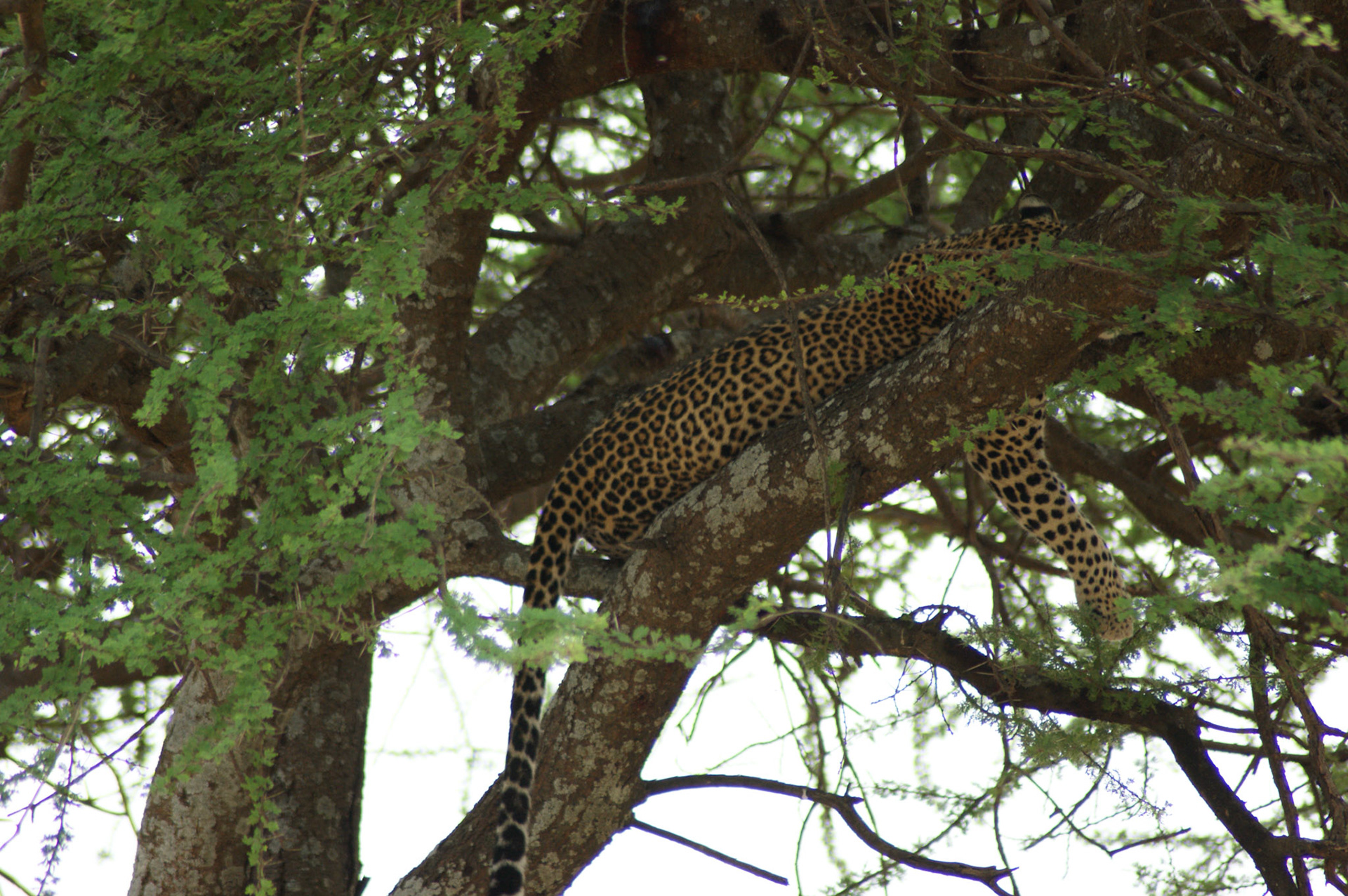 2.10.2009 TANZANIE - Serengeti