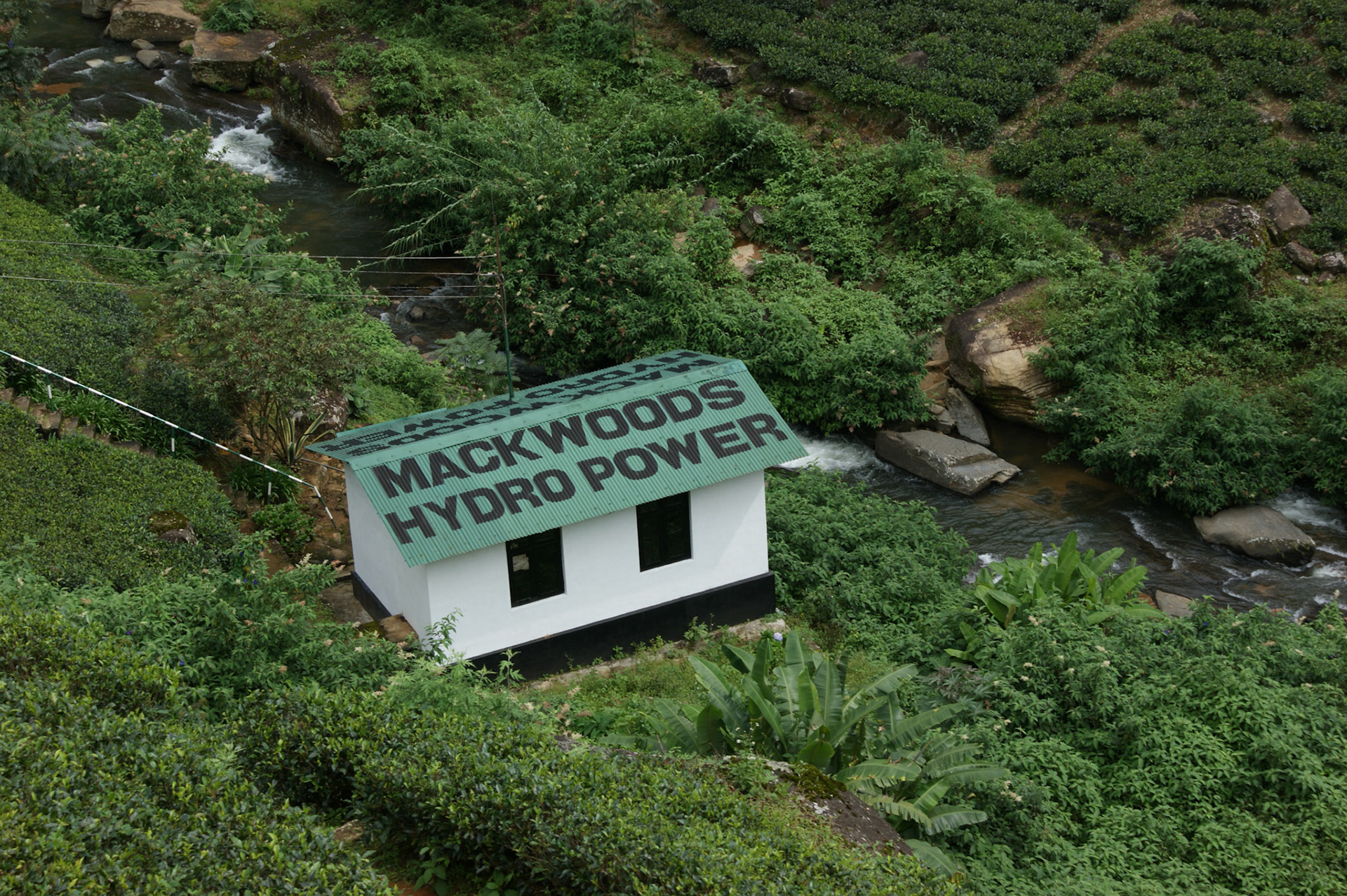 6.9.11 čajové plantáže - MACKWOODS