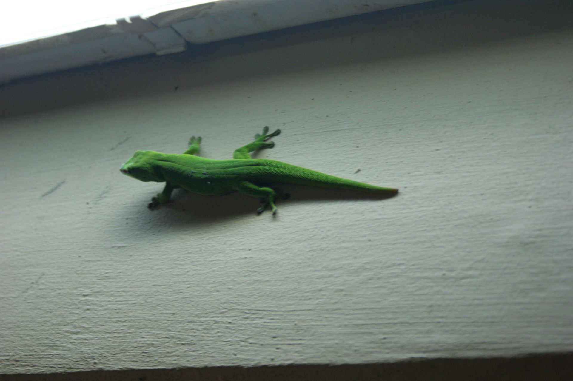 SONY DSC