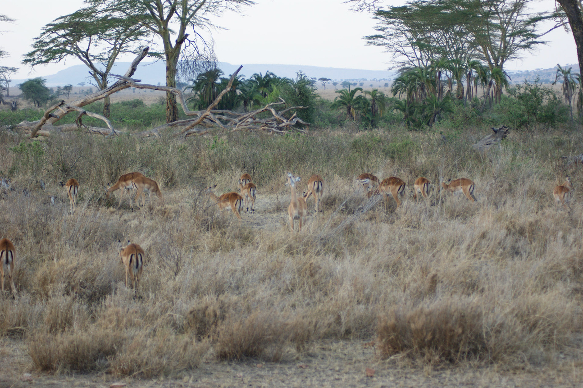 2.10.2009 TANZANIE - Serengeti