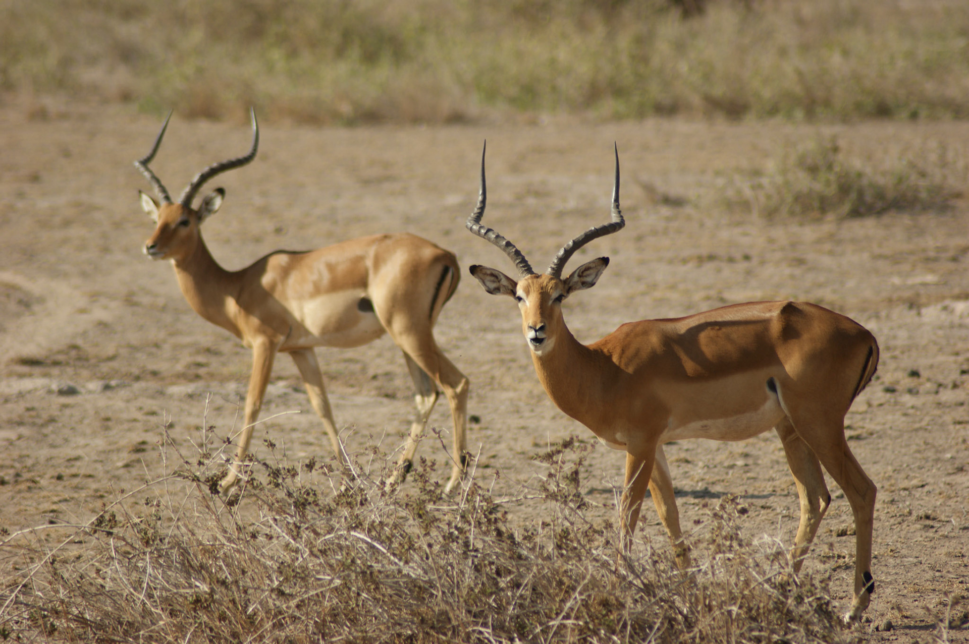 25.9.2009 KEŇA - NP Amboseli