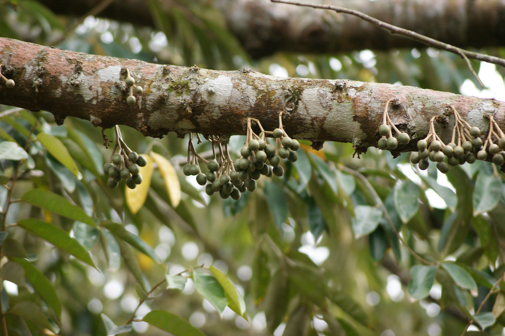 6.10.2009 TANZANIE - Zanzibar - Spice farm