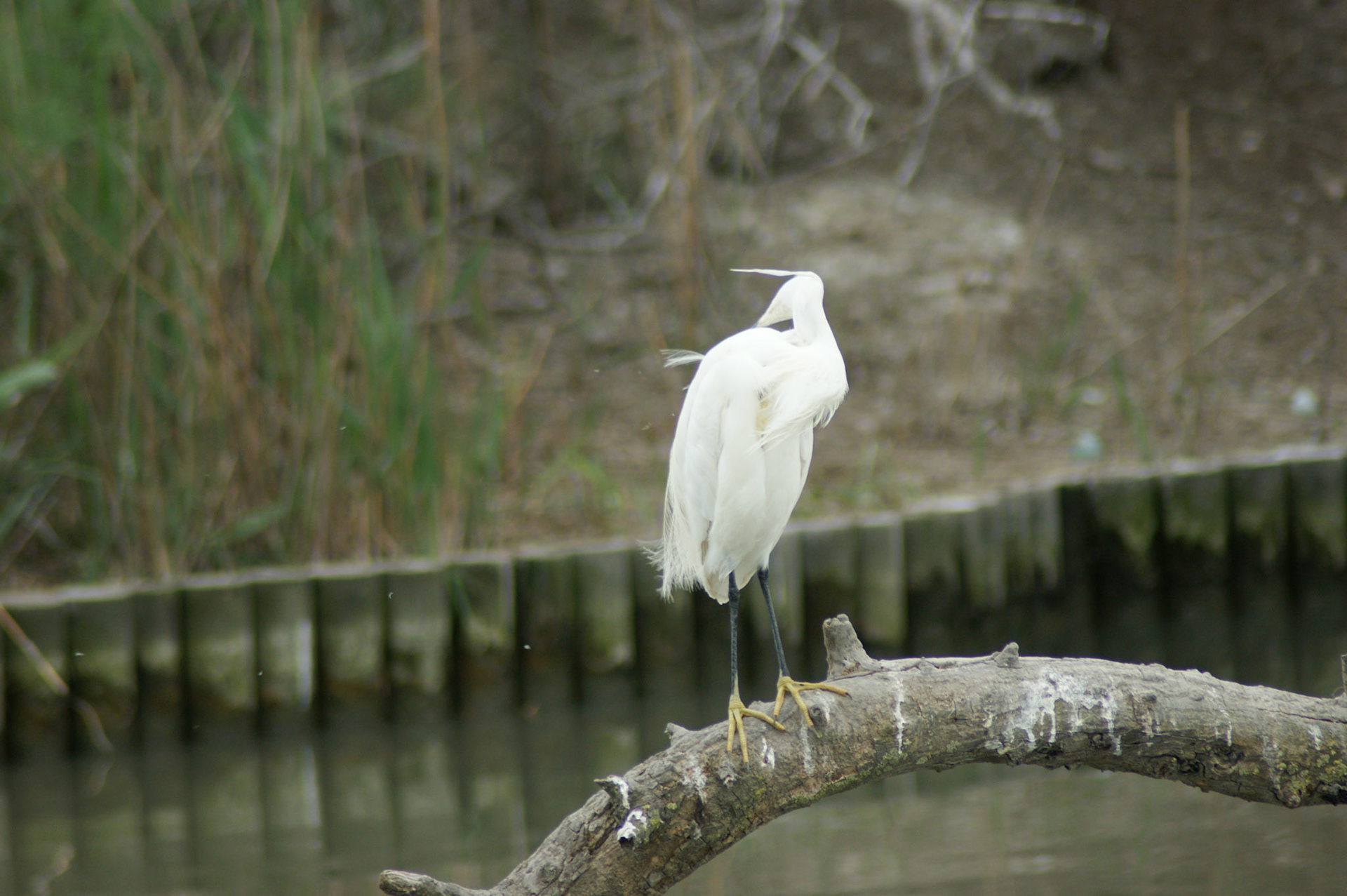 SONY DSC