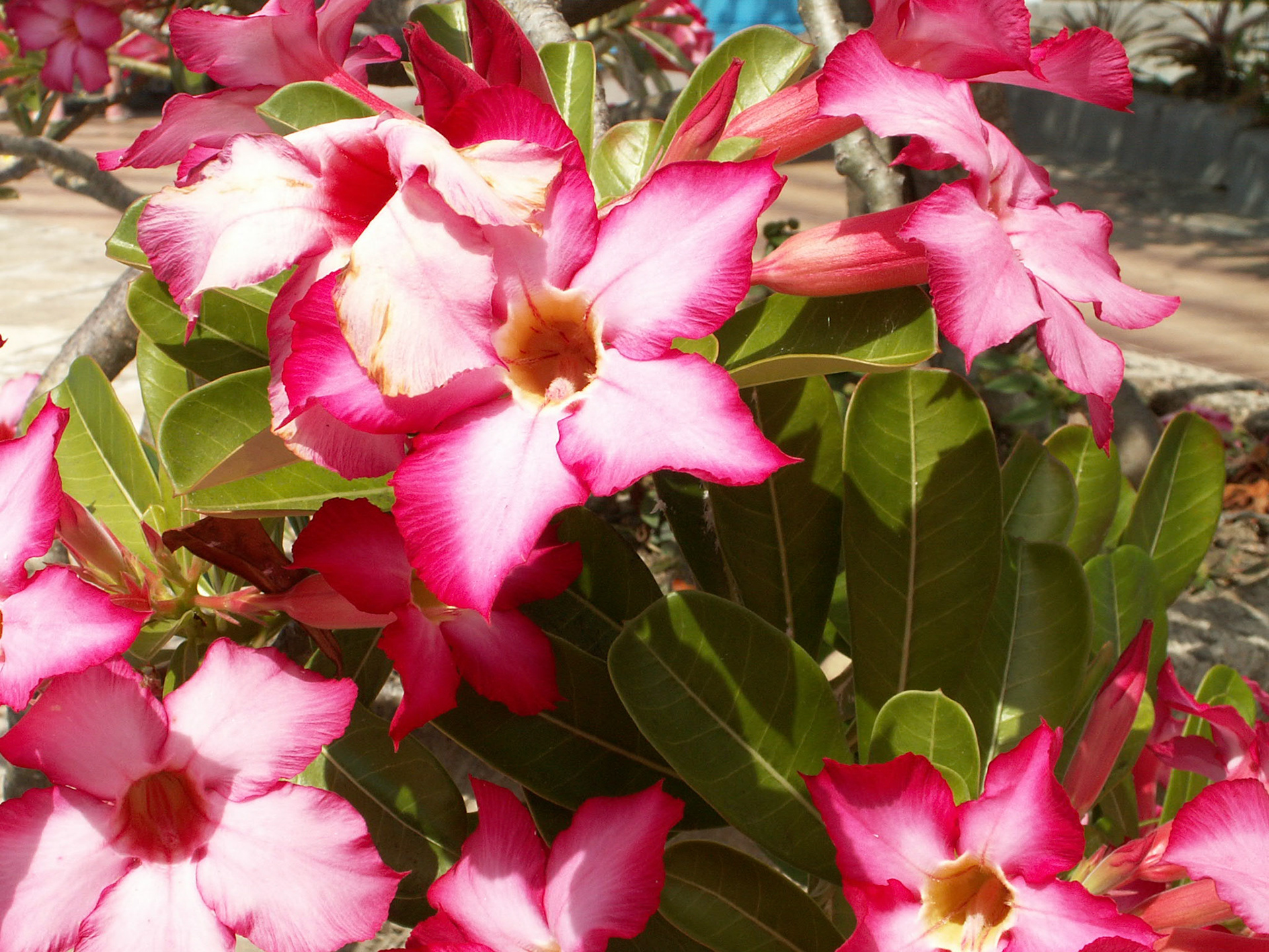 KONICA MINOLTA DIGITAL CAMERA