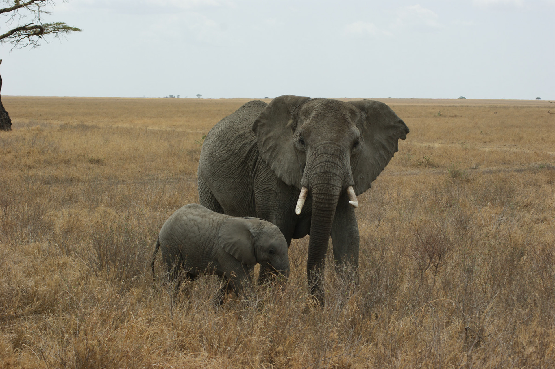 2.10.2009 TANZANIE - Serengeti