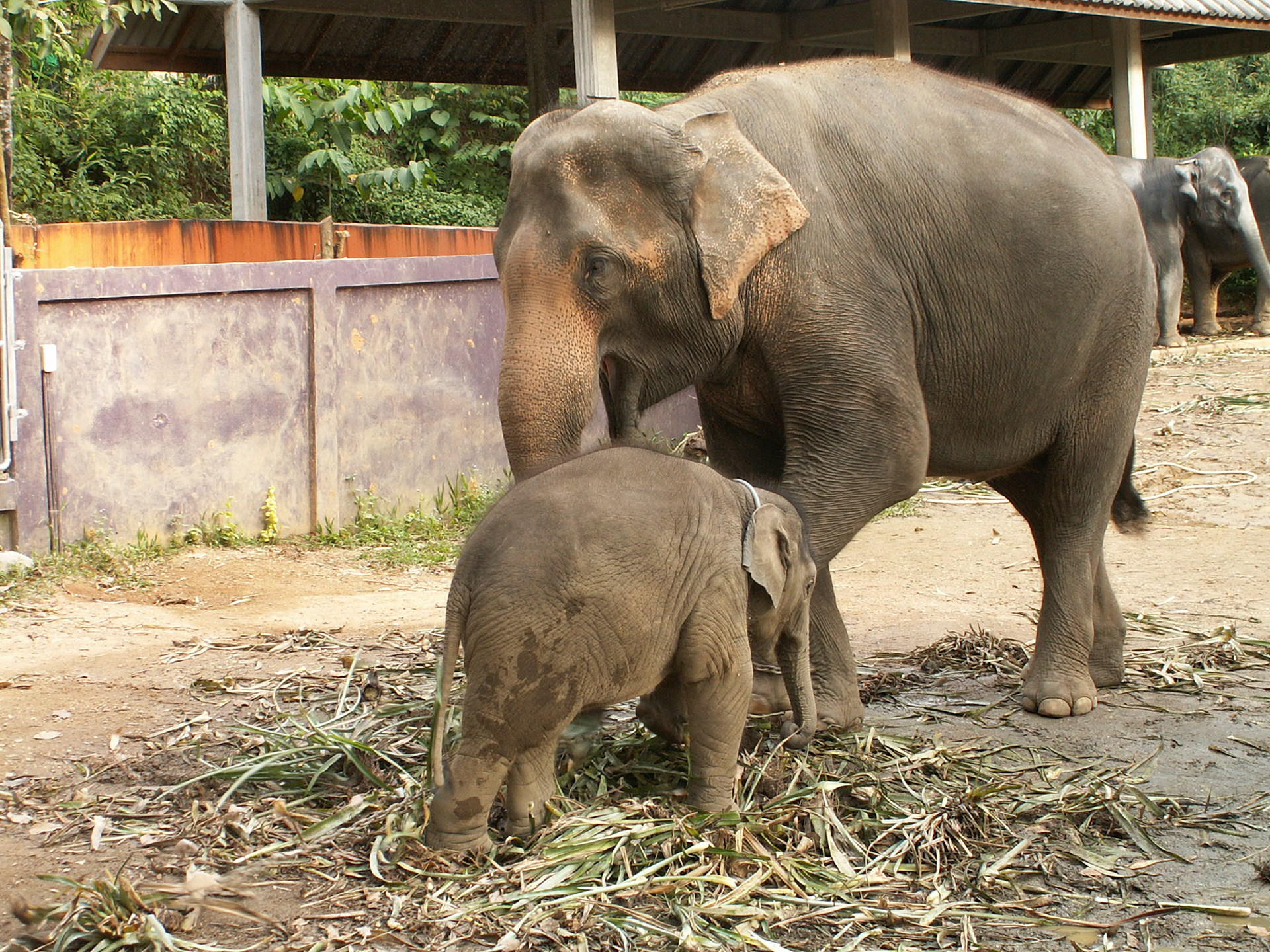 KONICA MINOLTA DIGITAL CAMERA