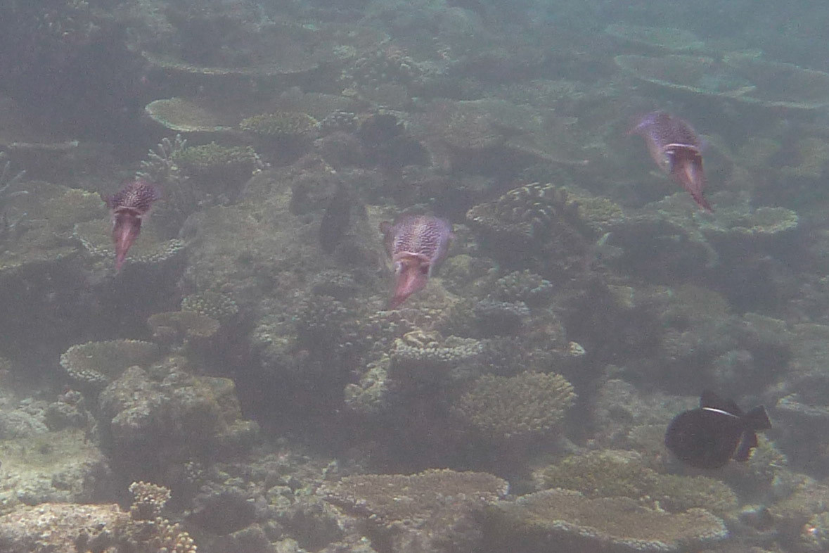 8-14.9.11 MALEDIVY Kurumba hotel