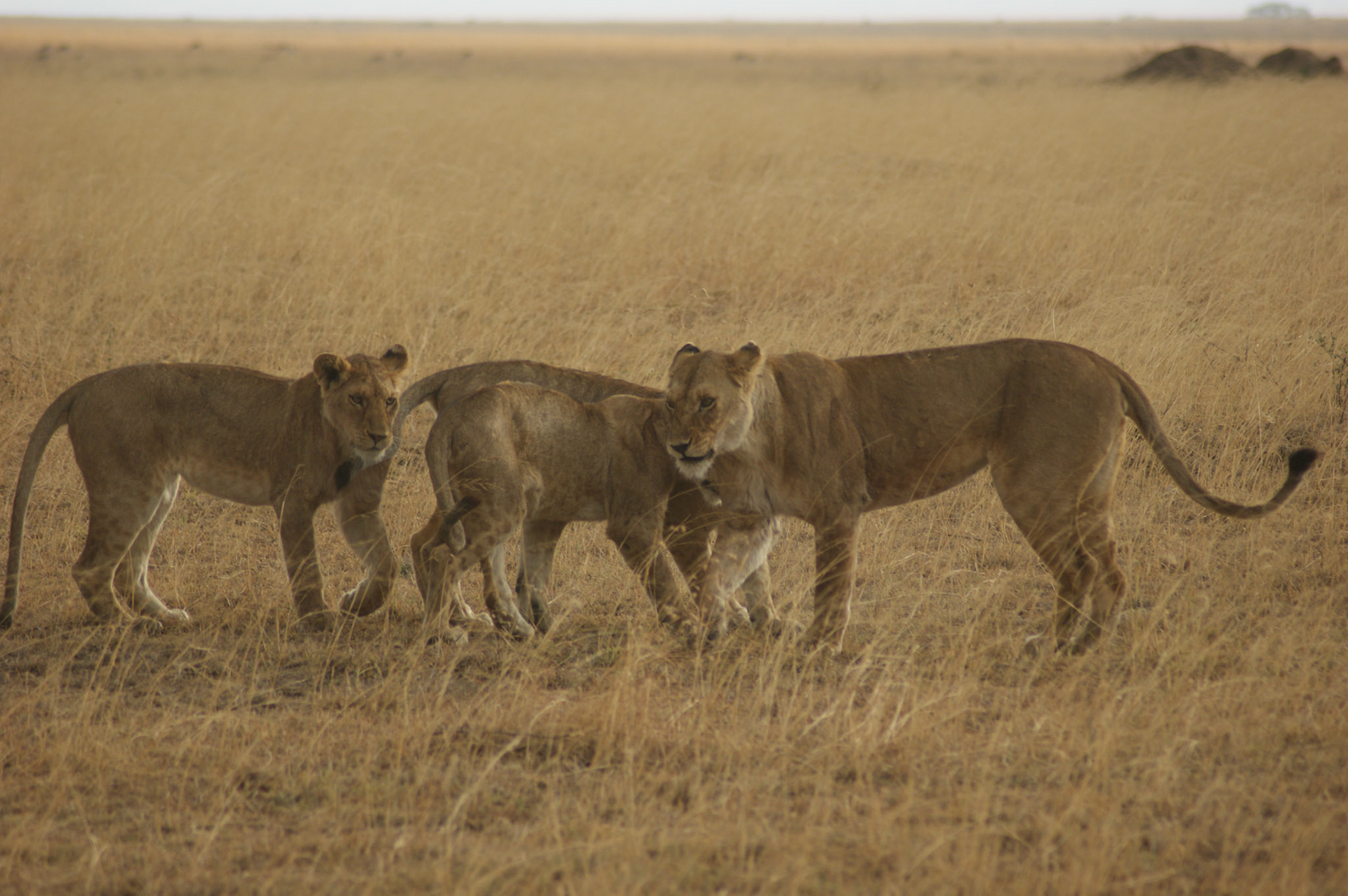 1.10.2009 TANZANIE - Serengeti