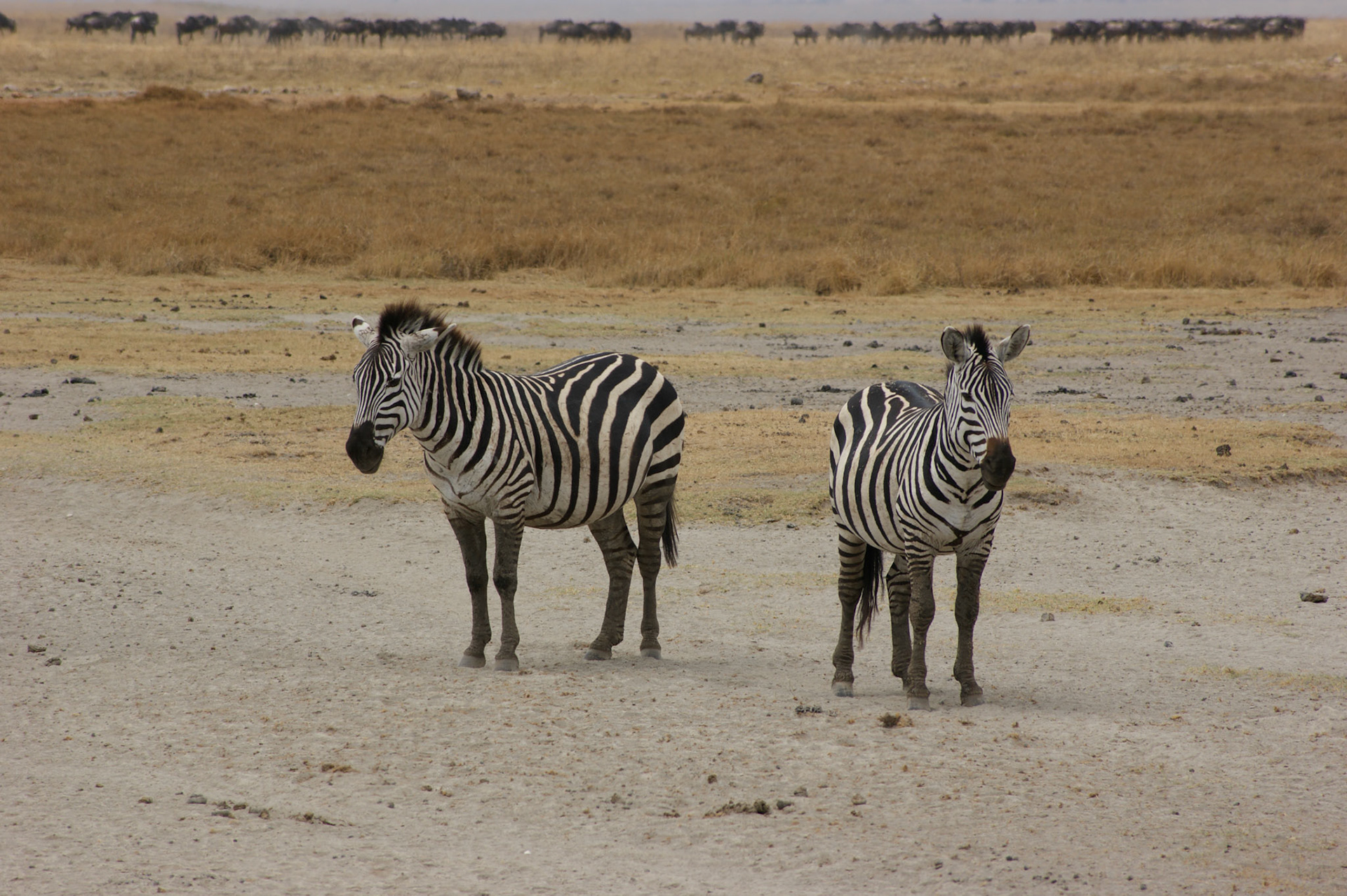 3.10.2009 TANZANIE - Ngorongoro NP