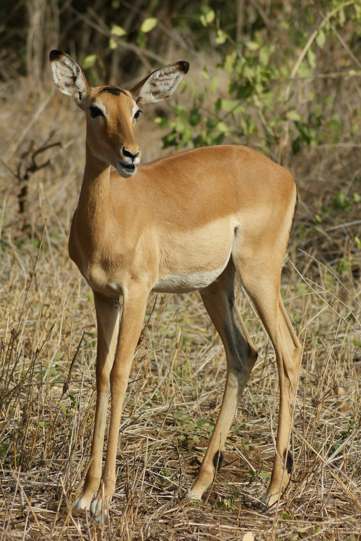 27.9.2009 KEŇA - NP Tsawo West