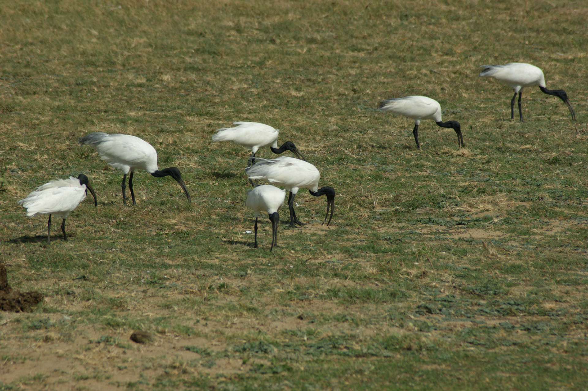 4.9.11 MINNERIYA - národní park
