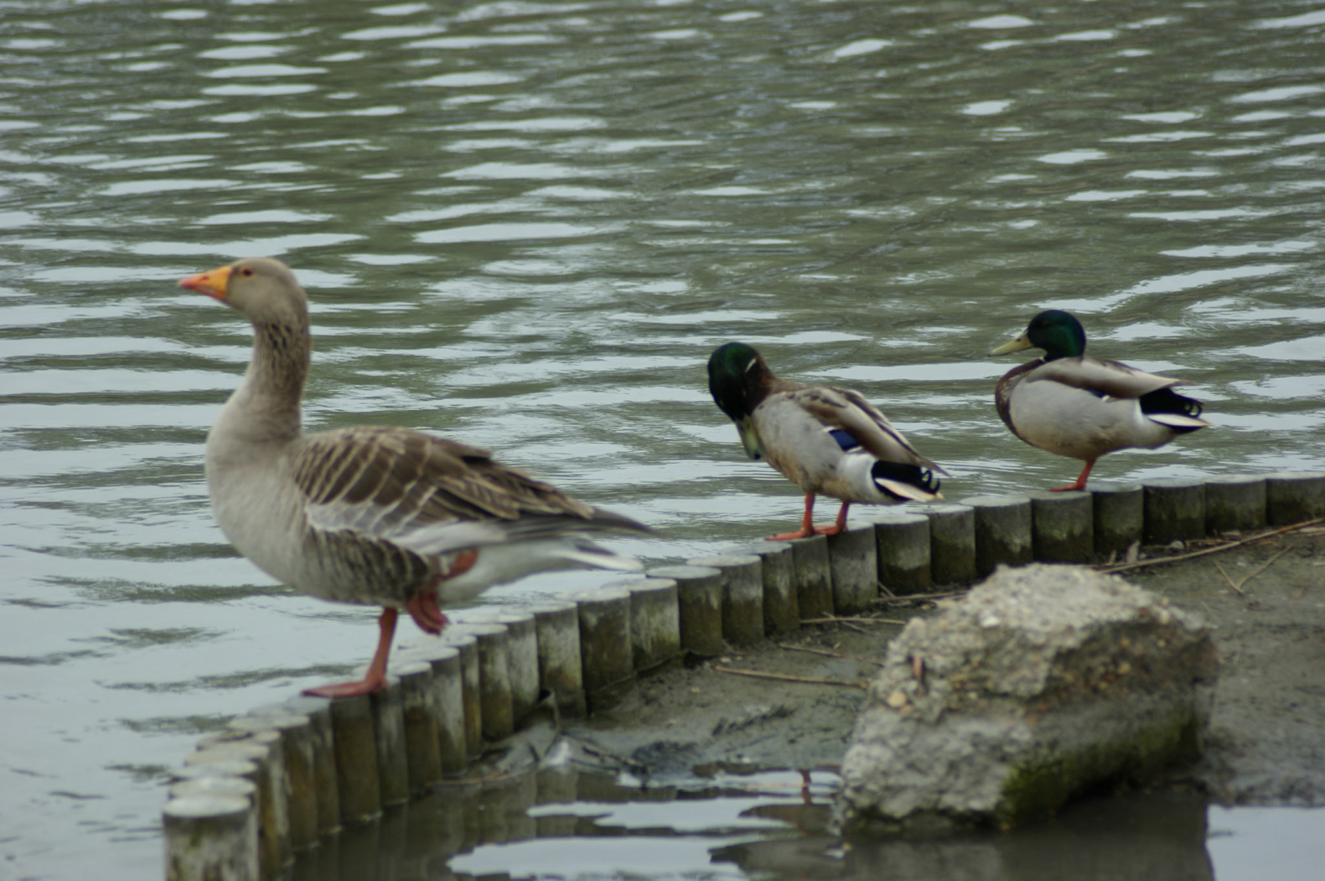 SONY DSC