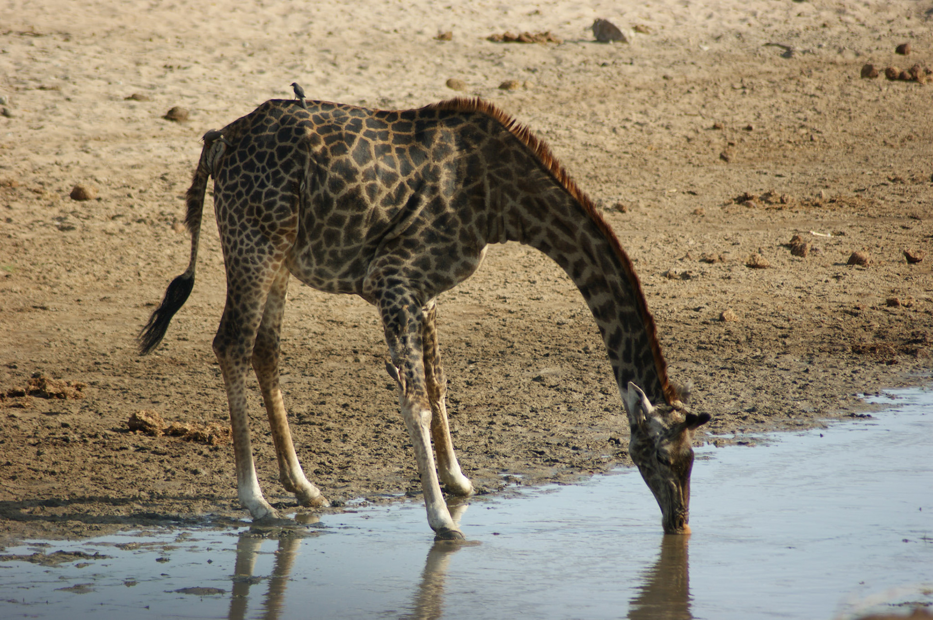 30.9.2009 TANZANIE - Tarangire NP