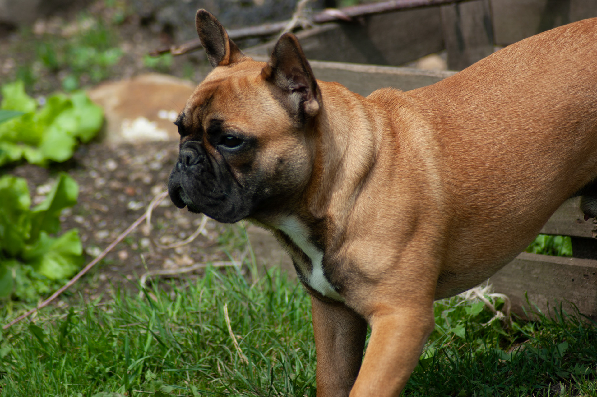 SONY DSC
