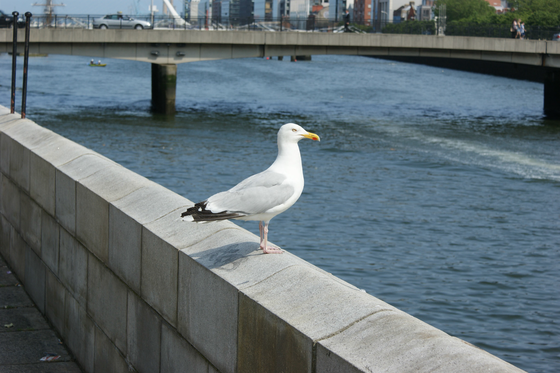 SONY DSC