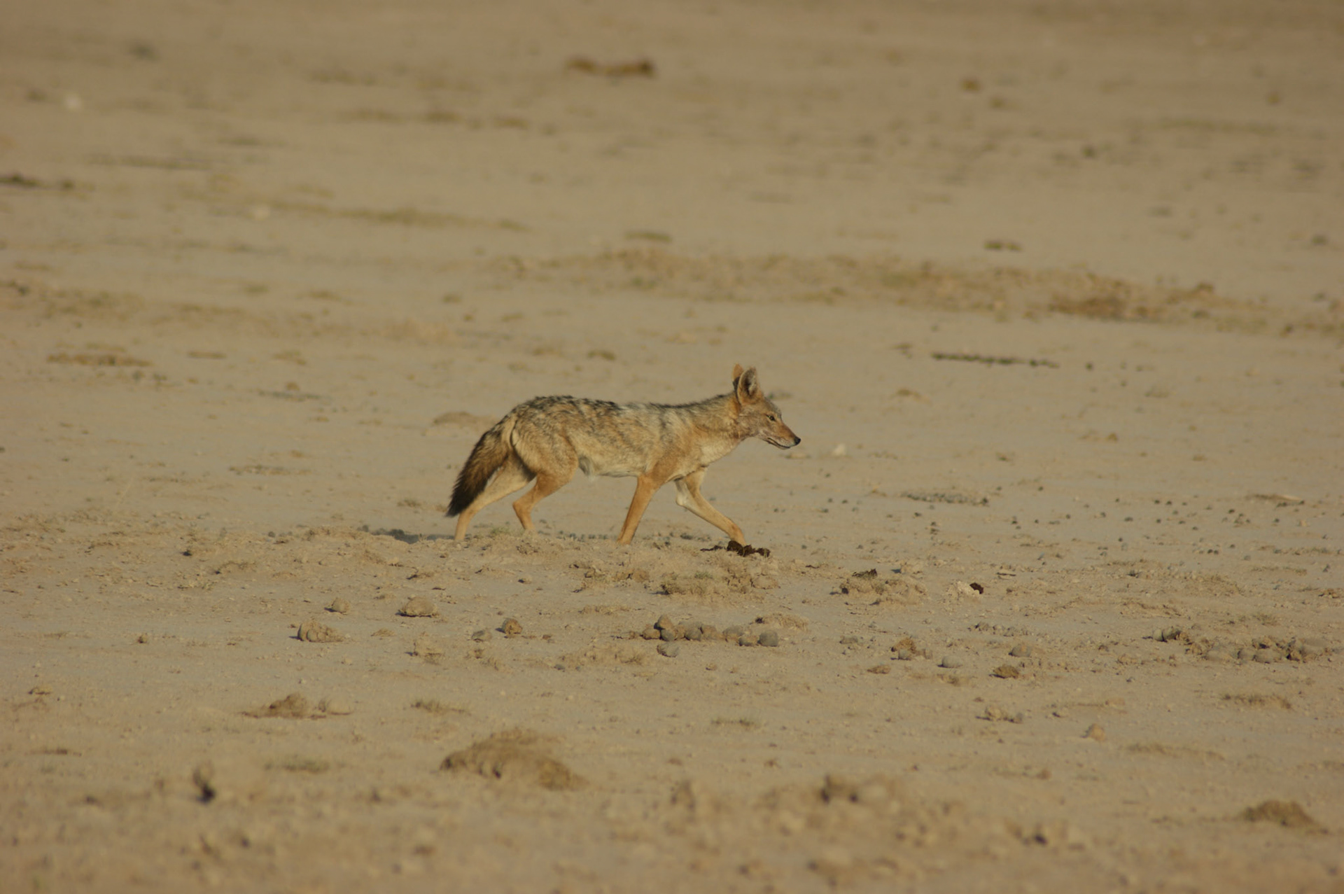 24.9.2009 KEŇA - NP Amboseli